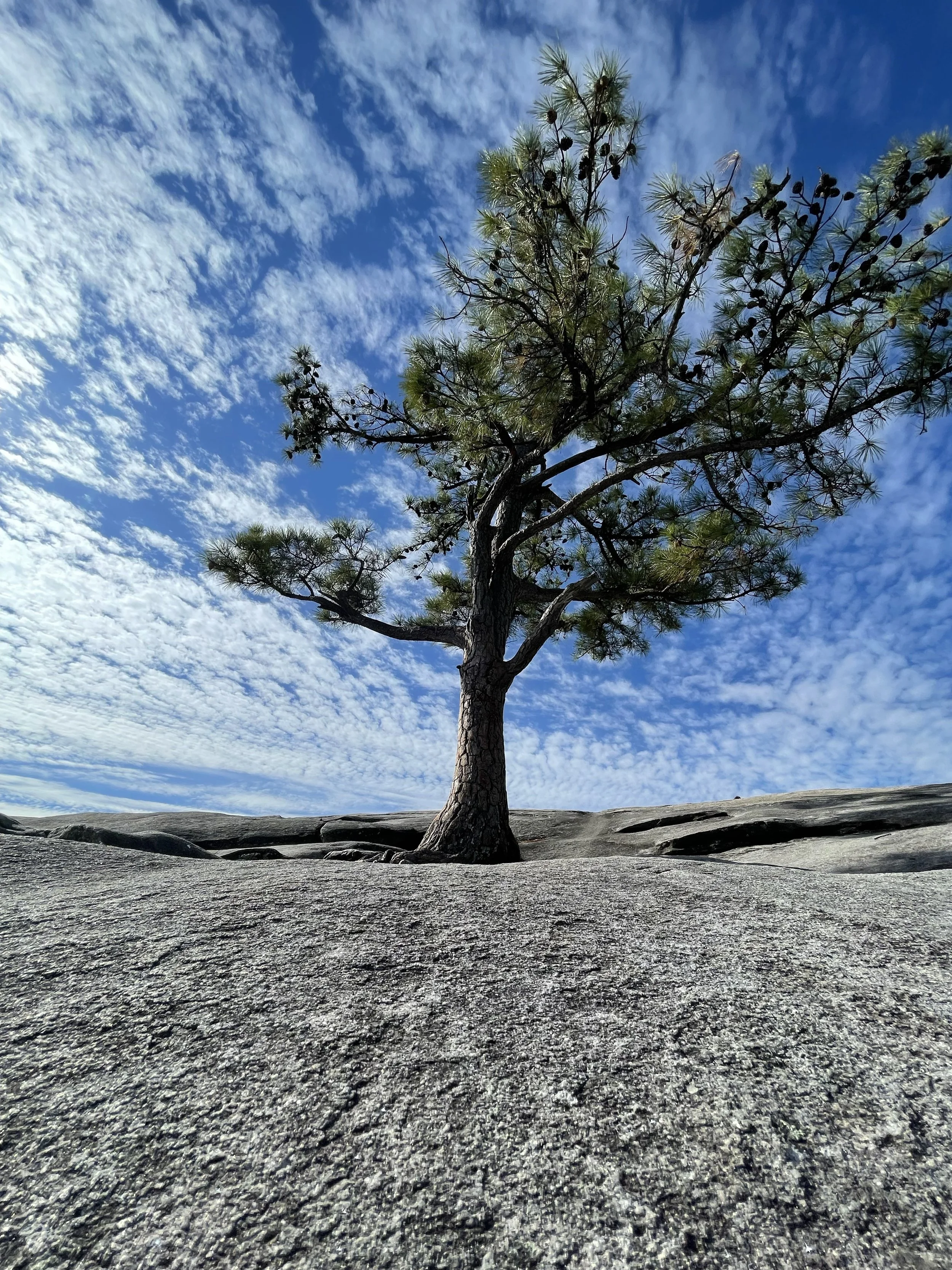 A solitary pine tree stands on rocky terrain under a partly cloudy blue sky.