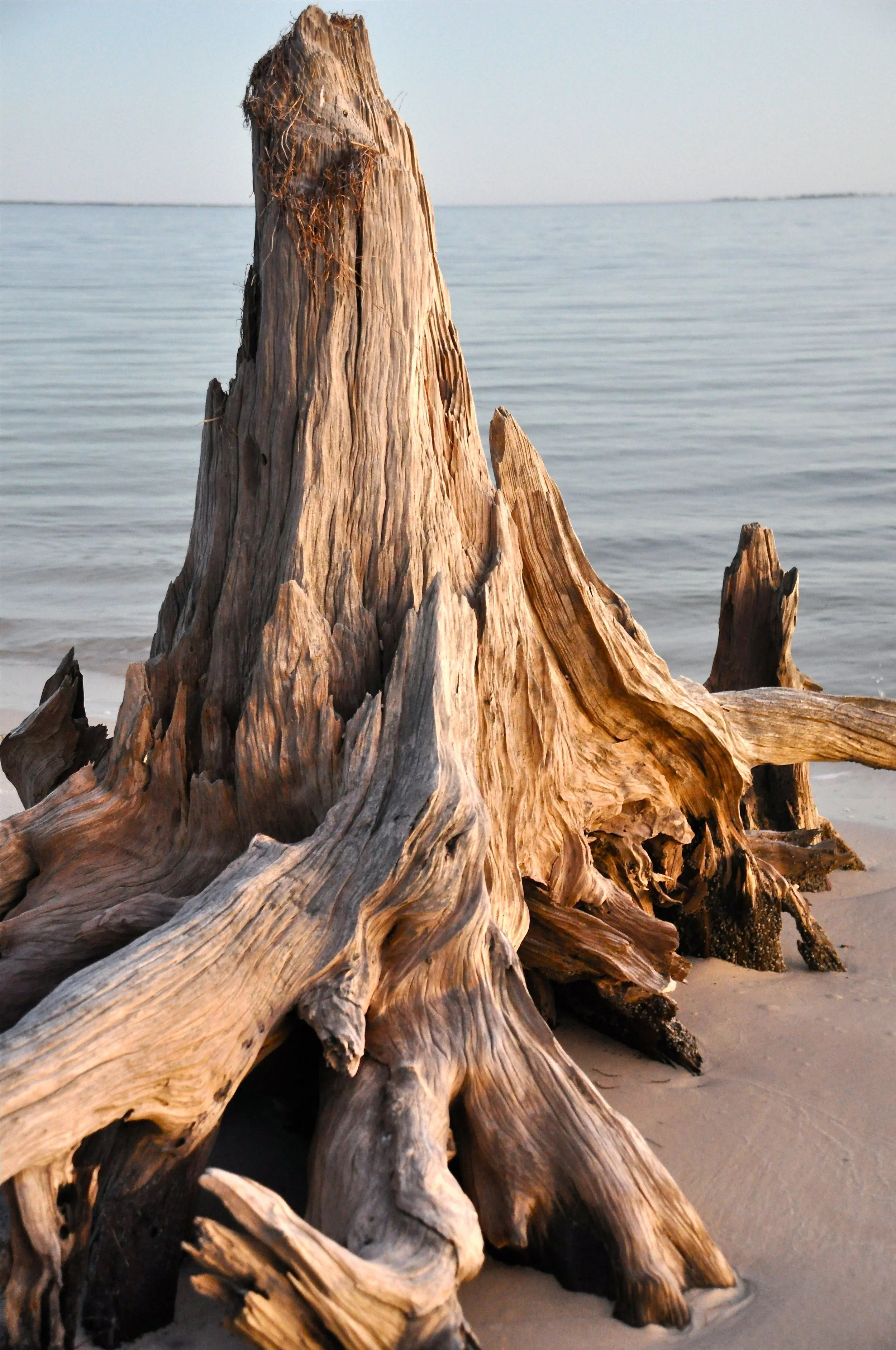 A large piece of weathered driftwood with intricate, twisted branches on a sandy beach, with calm water and a pale sky in the background.