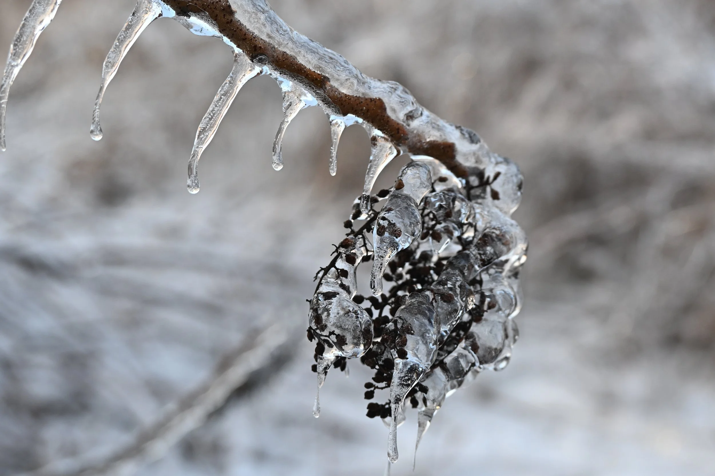 Close-up of a small branch or twig covered in ice with icicles hanging from it.