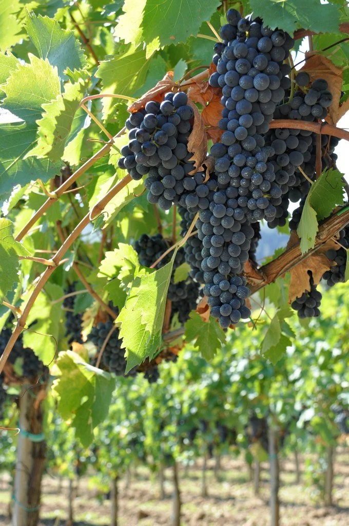 Close-up of a bunch of dark purple grapes hanging from a vine among green leaves in a vineyard.