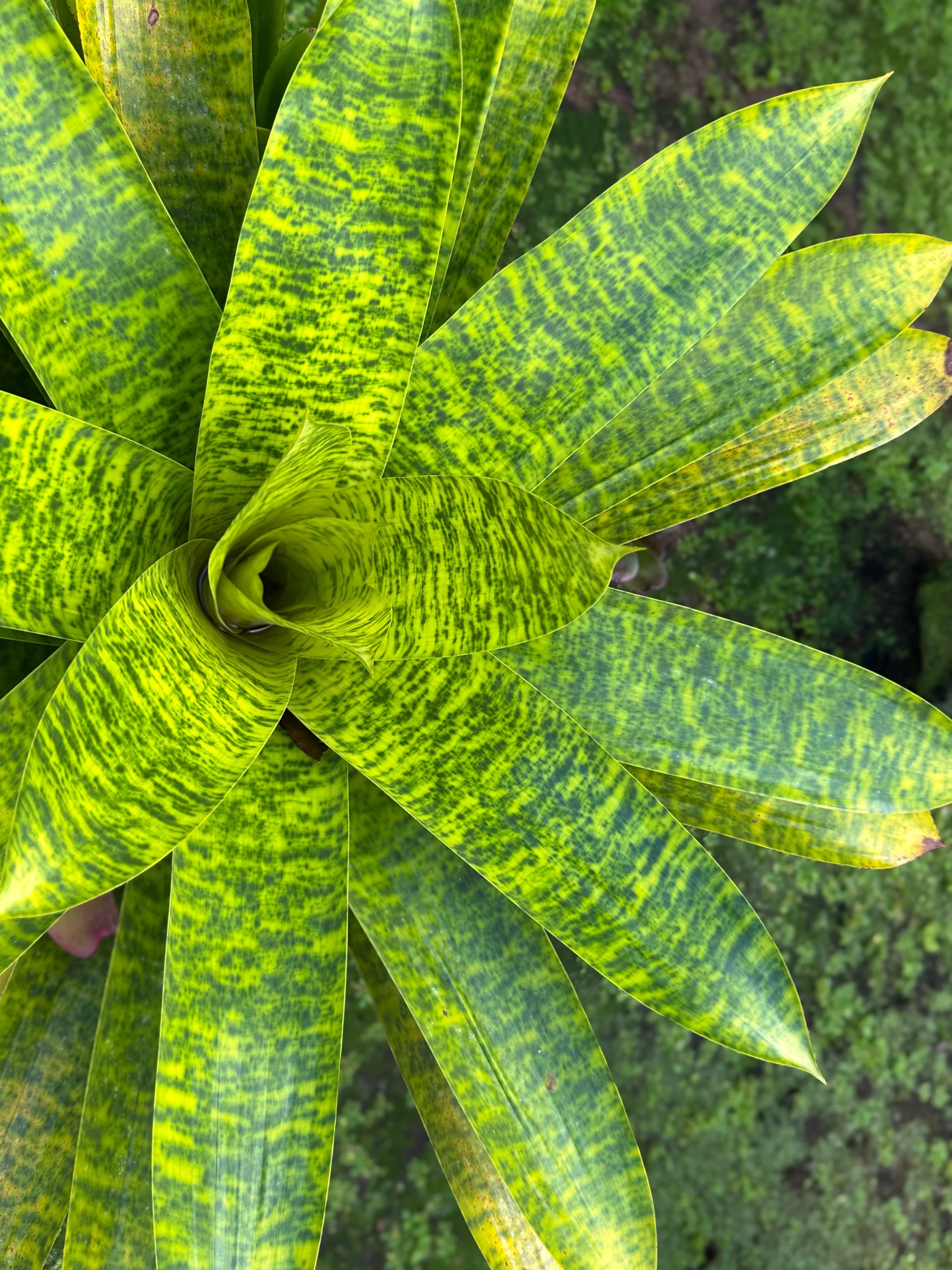 Close-up of yellow and green variegated leaves on a plant with a blurred green background.