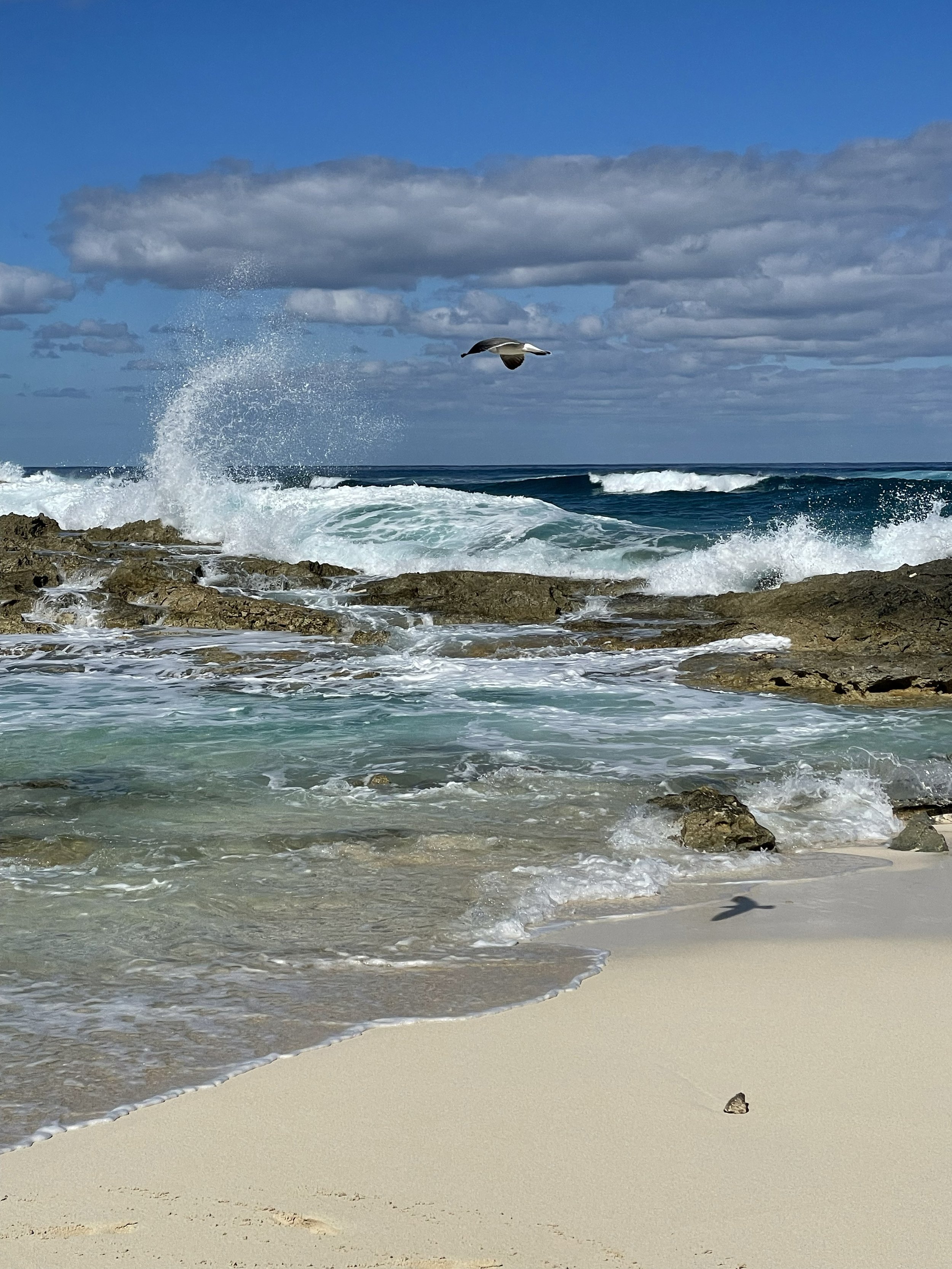 A seagull flying above ocean waves crashing against rocks along a sandy beach under a partly cloudy sky.