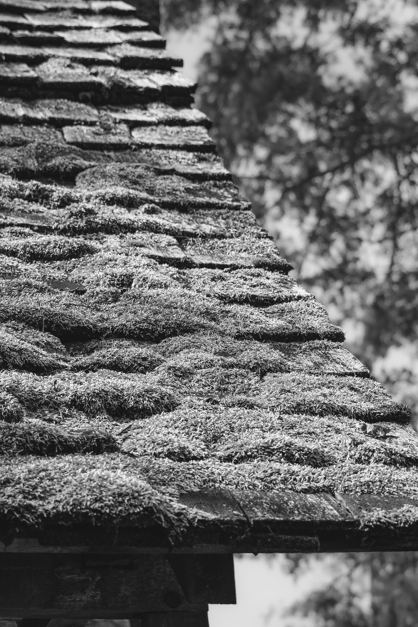 Close-up of a stack of moss-covered wooden shingles on a roof with blurred trees in the background.