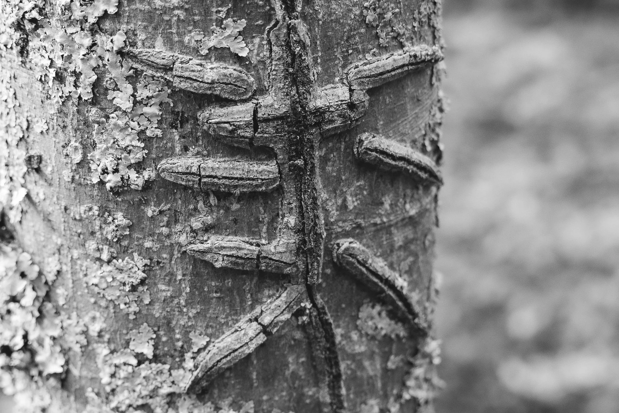 Close-up black and white photograph of tree bark with a textured surface and a carved cross, showing cracks and rough areas.
