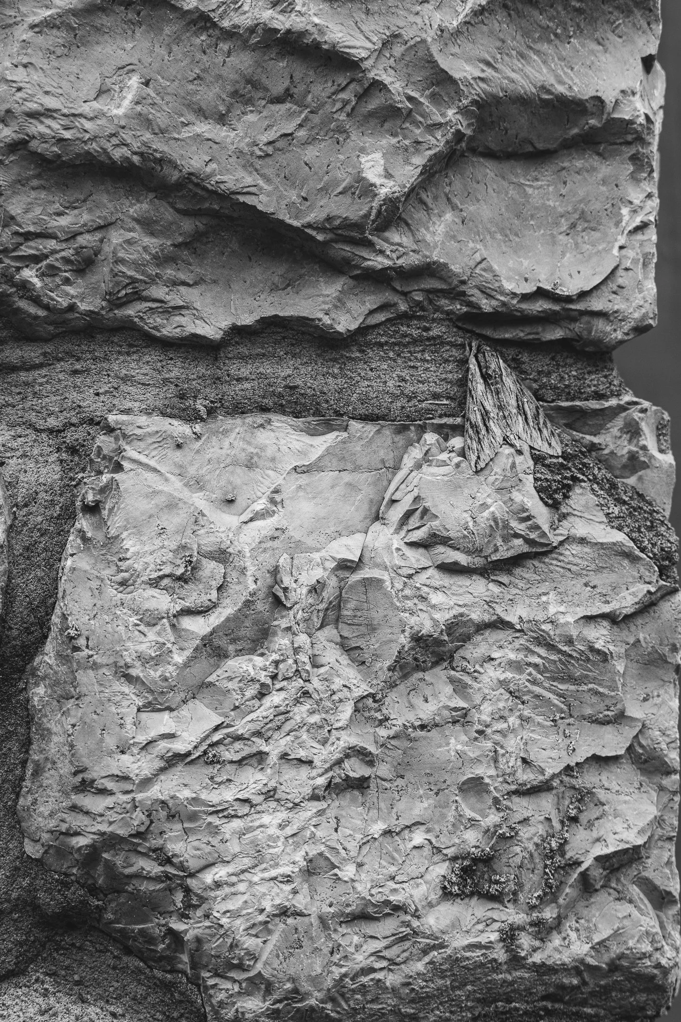 Close-up view of rough, textured rocks and a small moth perched on the rocks.