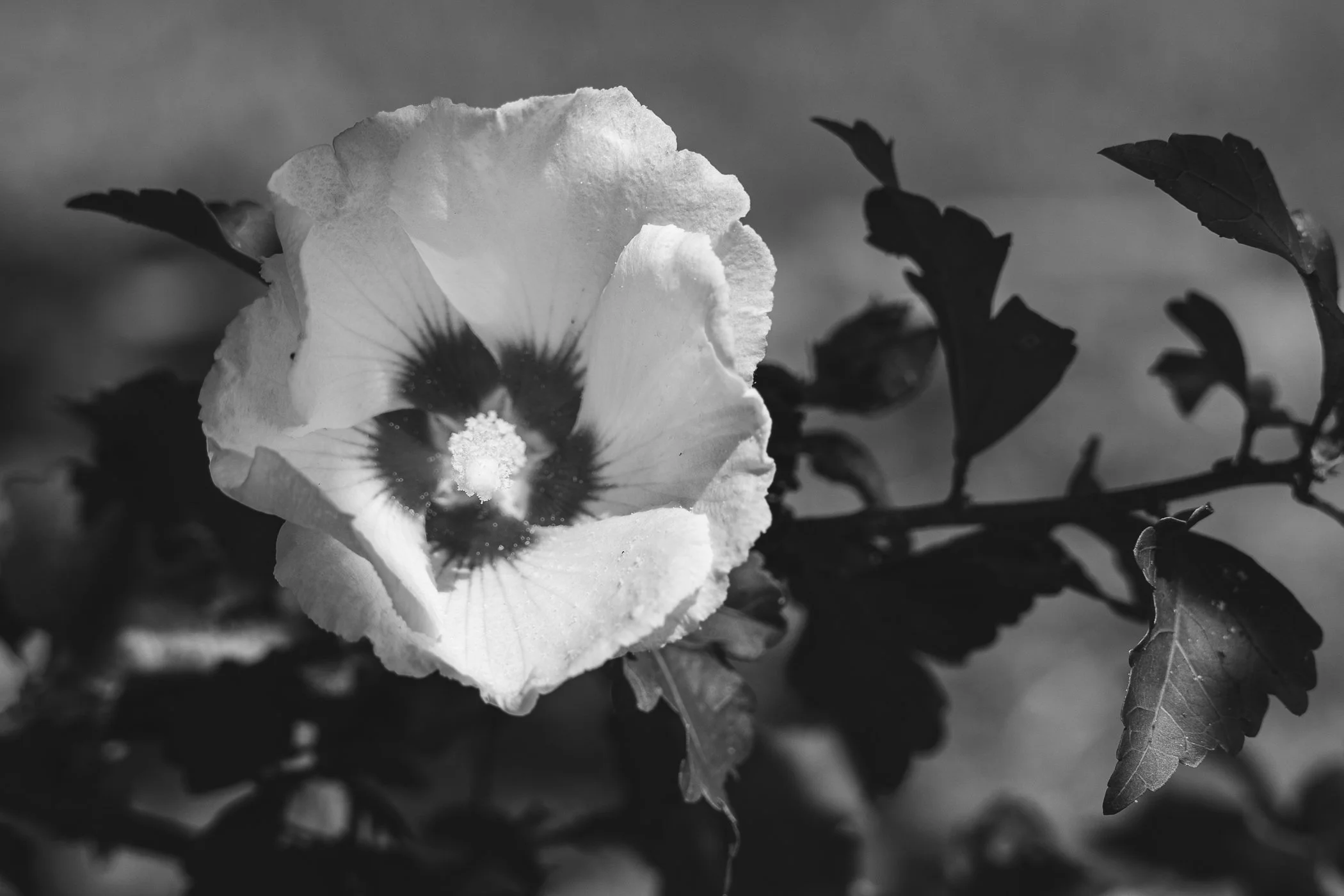 Black and white close-up of a flower with a dark center and slightly ruffled petals, partially obscured by leaves.