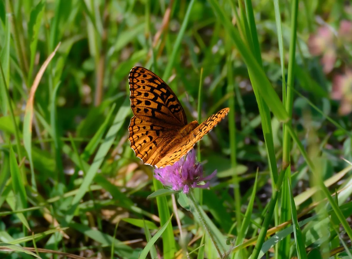 Orange butterfly with black markings perched on a pink flower in grassy field.