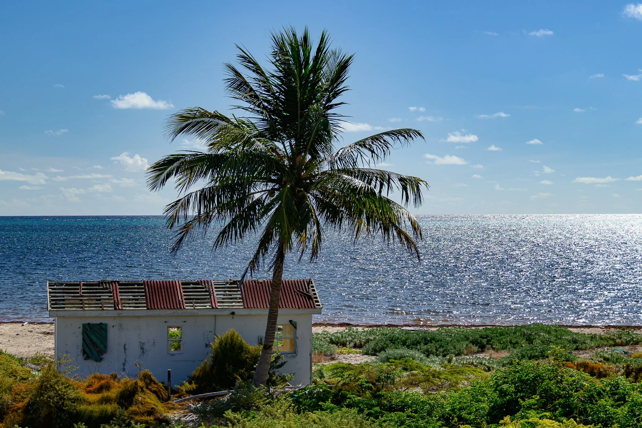 A palm tree stands in front of a small white house by the ocean with a blue sky and scattered clouds.