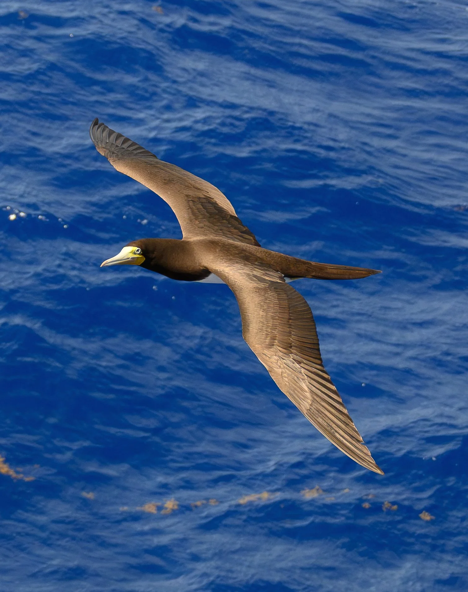 Brown seabird flying over blue ocean water.