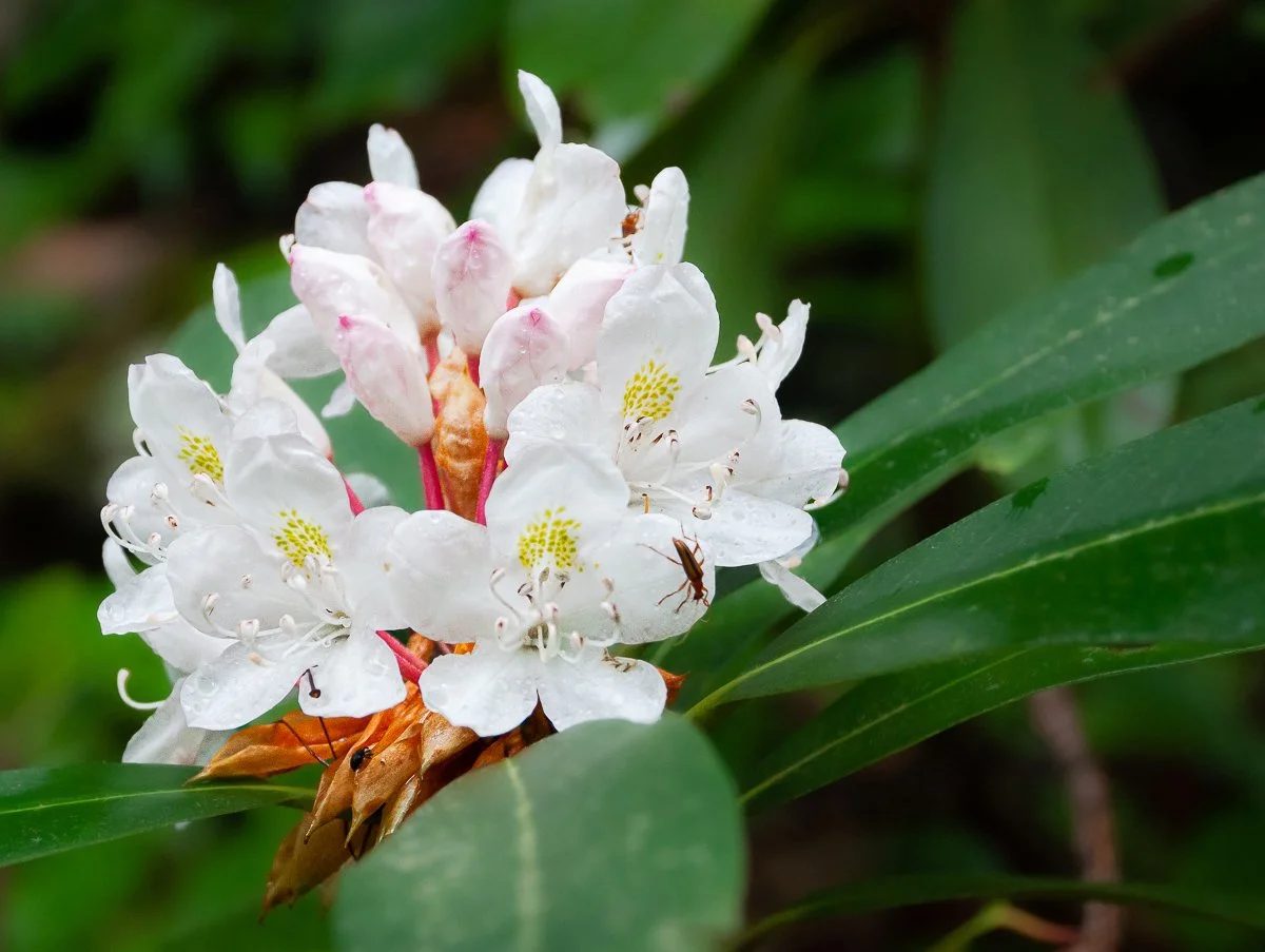 Close-up of white flowering plant with green leaves and small insects on the petals.