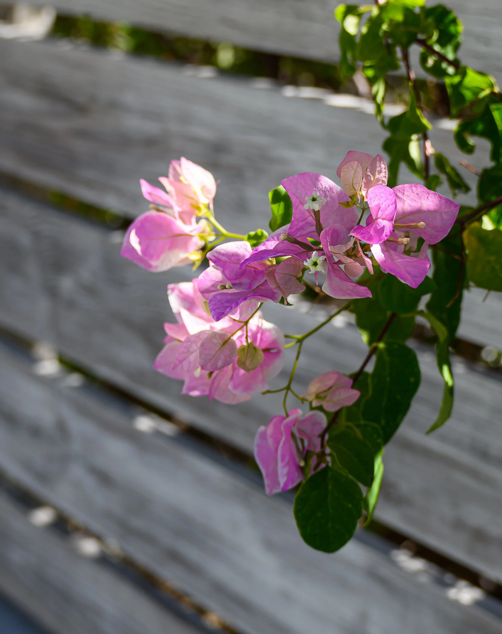 Pink and white bougainvillea flowers with green leaves against a wooden outdoor surface.
