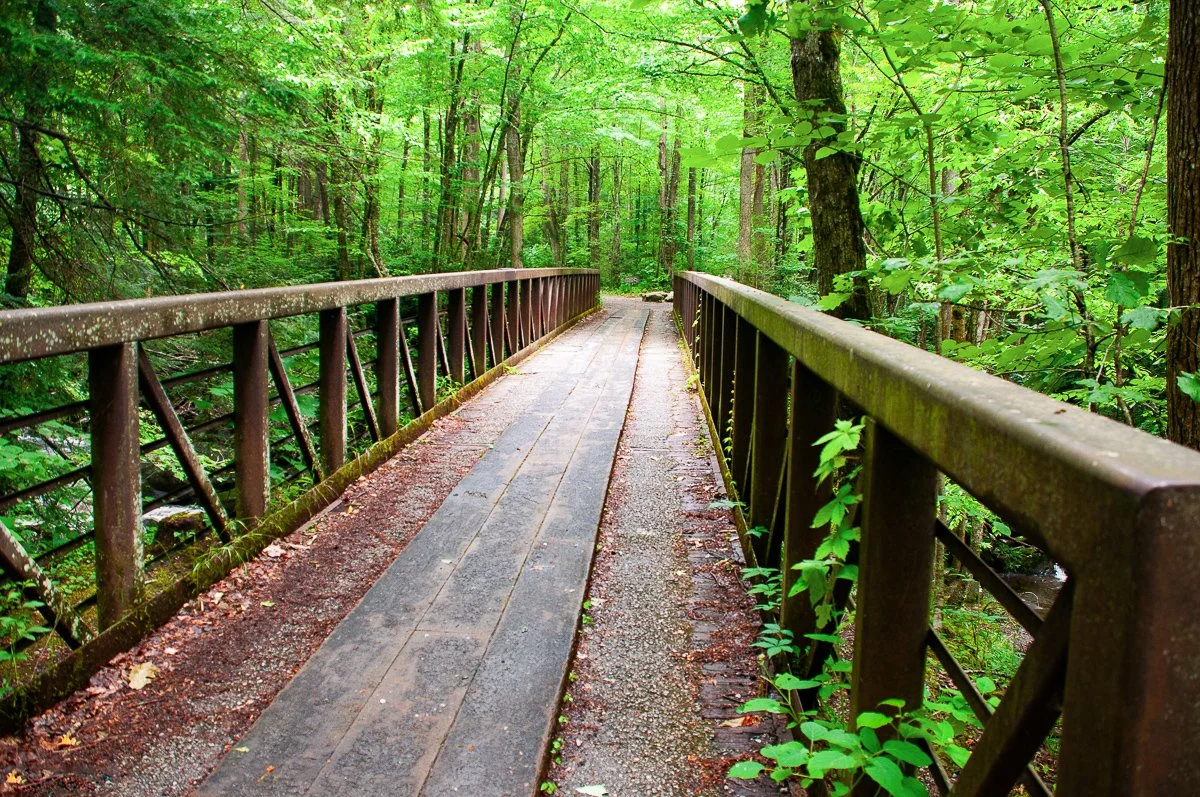 A wood and steel bridge surrounded by dense green trees in a forest.