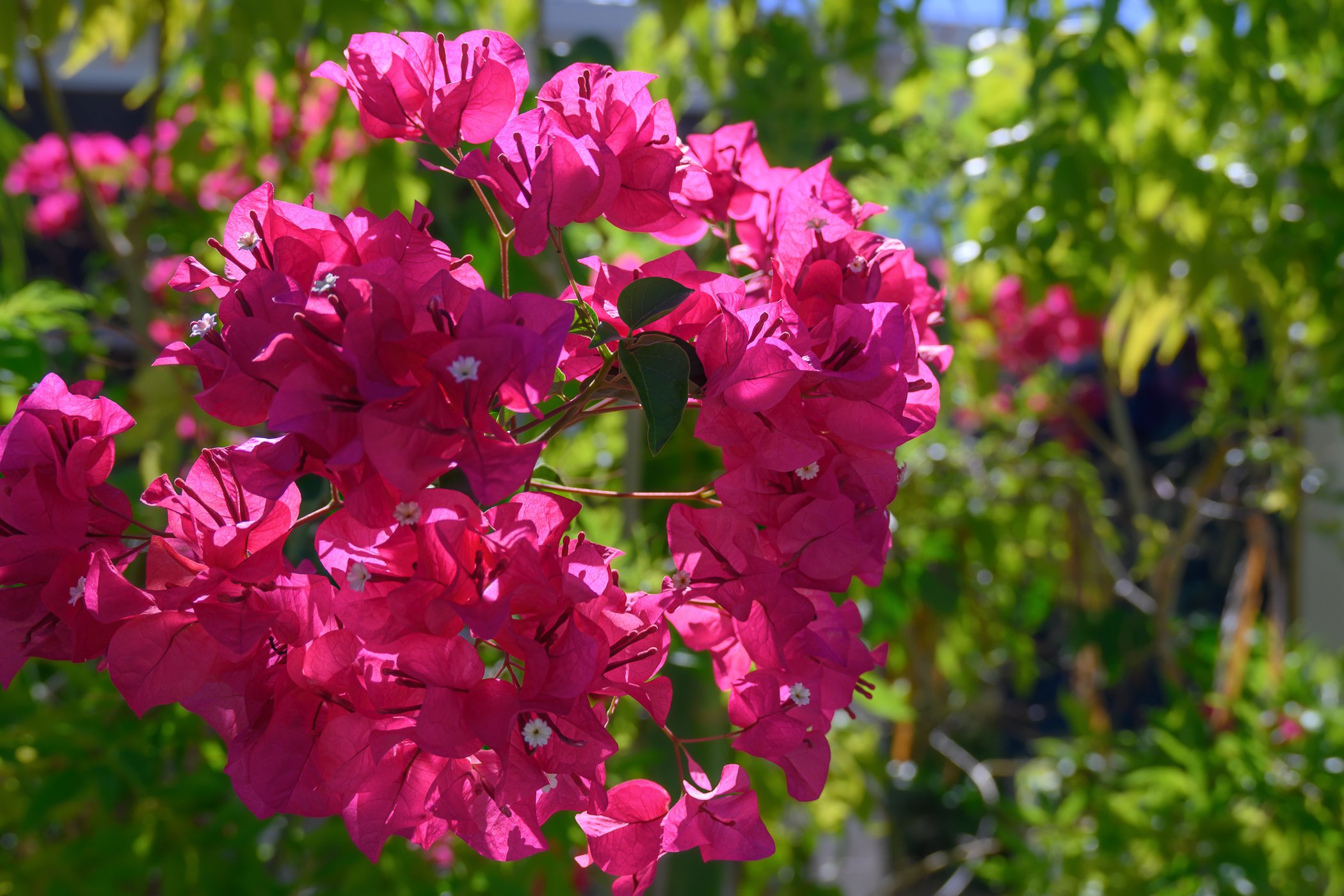 Bright pink bougainvillea flowers in a garden with green leaves and sunlight filtering through.