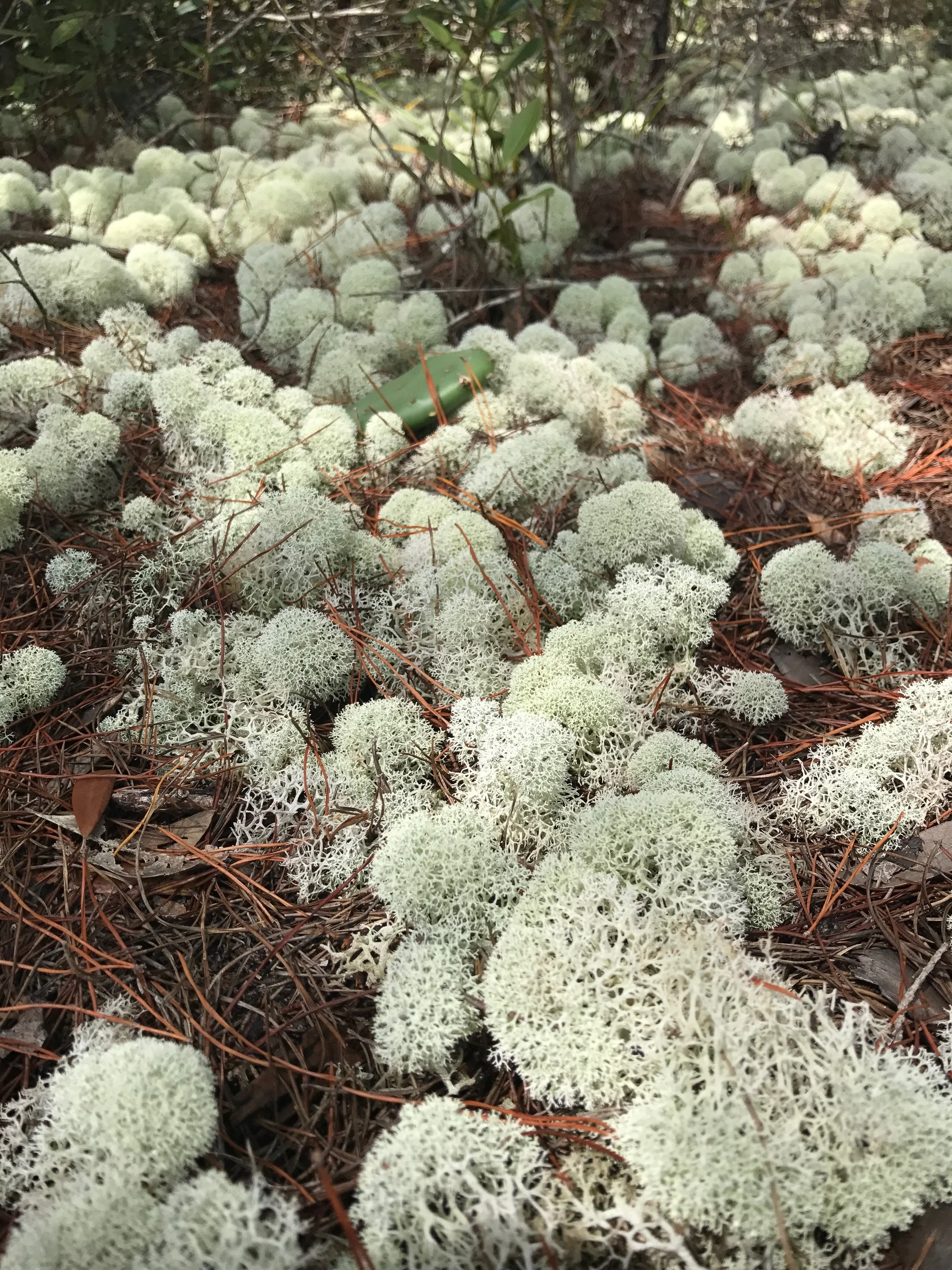 Close-up of white reindeer lichen on forest floor with pine needles and small green plant.