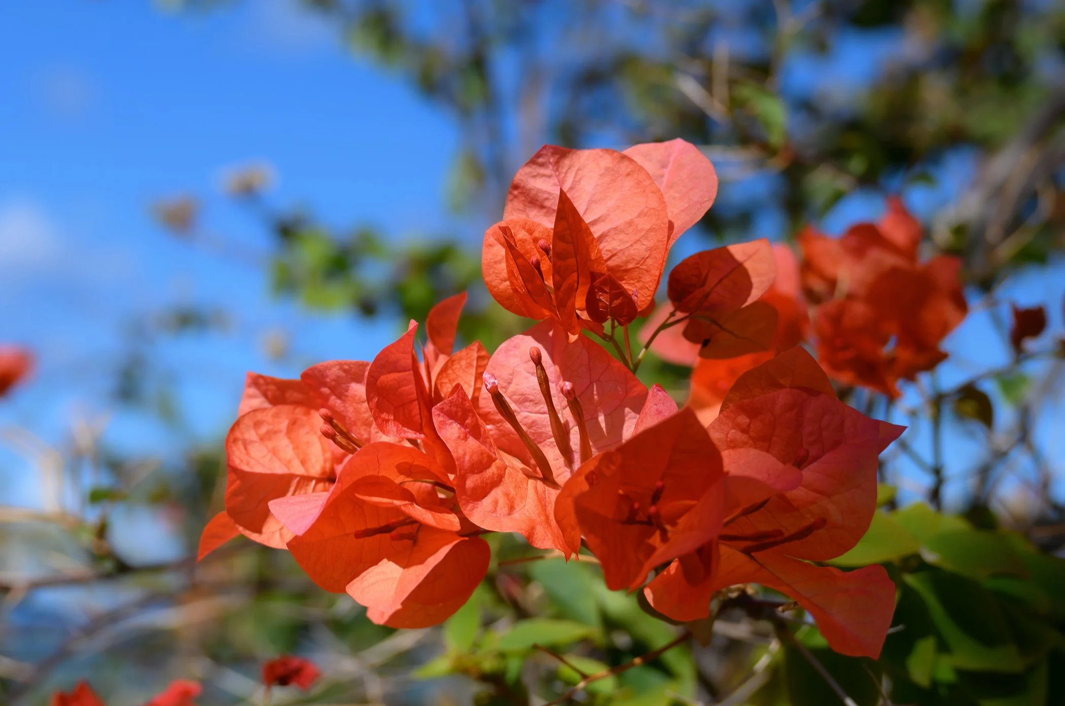 Close-up of bright orange bougainvillea flowers with a blurred background of blue sky and green leaves.