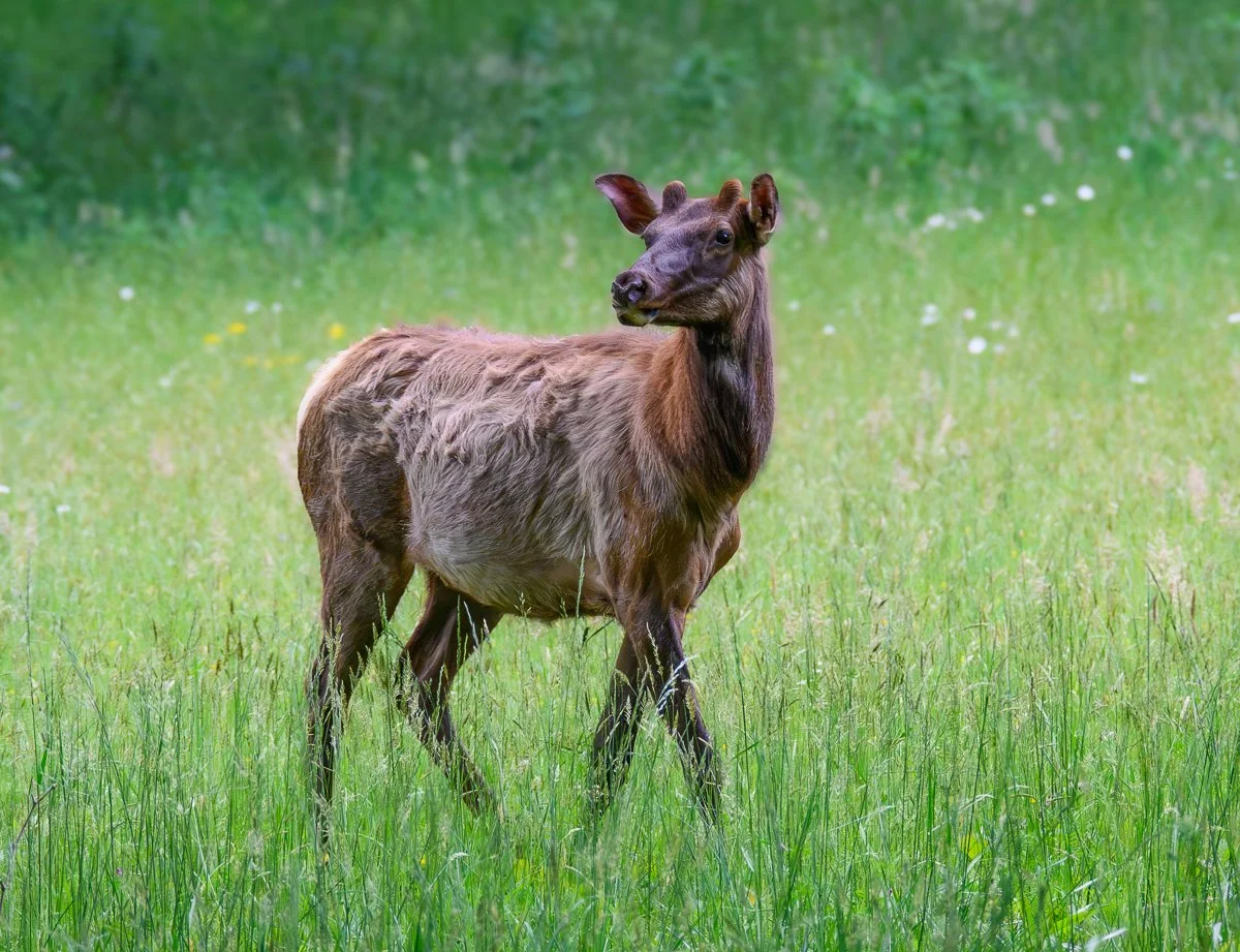 An elk walking in a grassy field with a blurred green background.