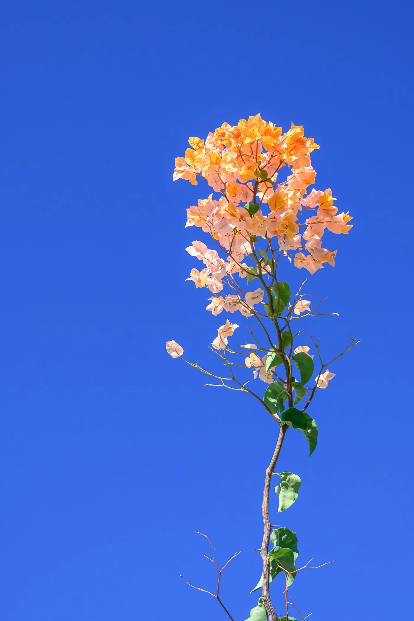 A flower with peach-colored petals and green leaves against a bright blue sky.