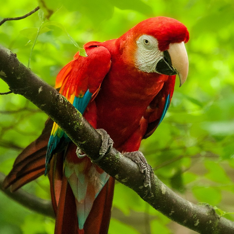 A colorful red, blue, and yellow macaw perched on a tree branch in a green forest.