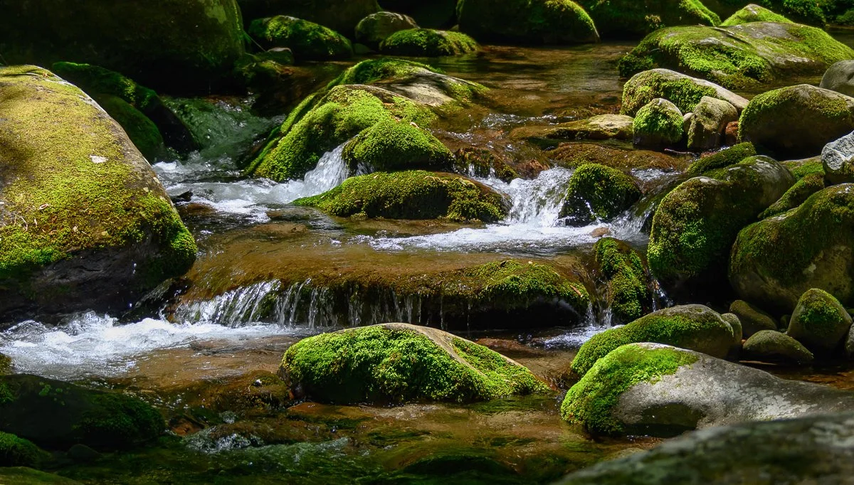 A small stream flowing over moss-covered rocks in a forest.