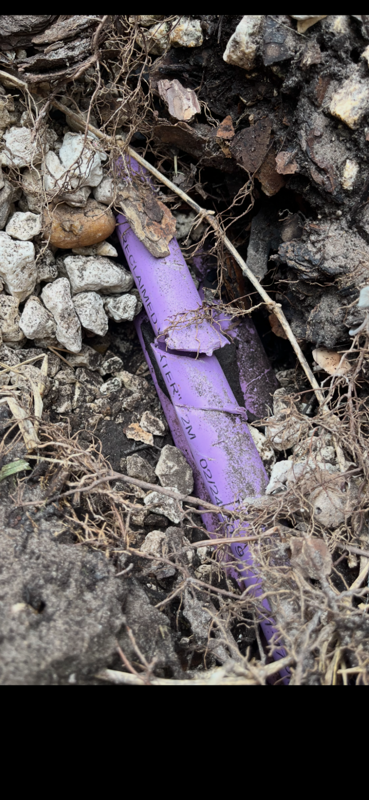 A broken purple among soil, rocks, and roots in dirt.
