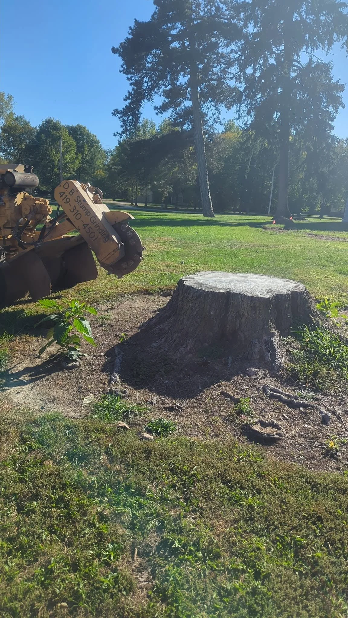 A tree stump in a grassy park area with a large tree and other trees in the background, and an old piece of construction equipment with a sign on it to the left.