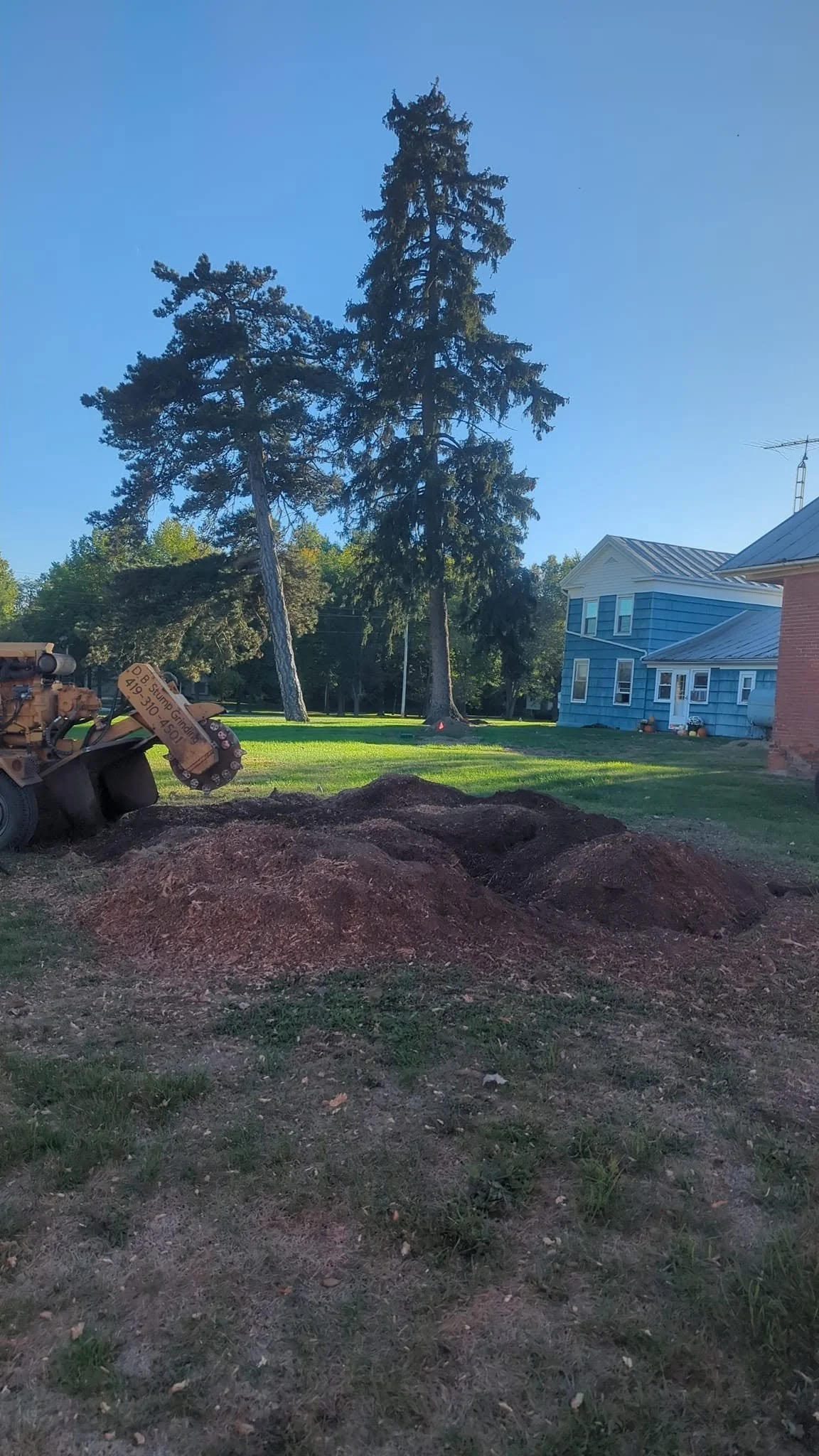 Photo of a backyard with tall pine trees, a blue house, and a construction vehicle working on the ground.