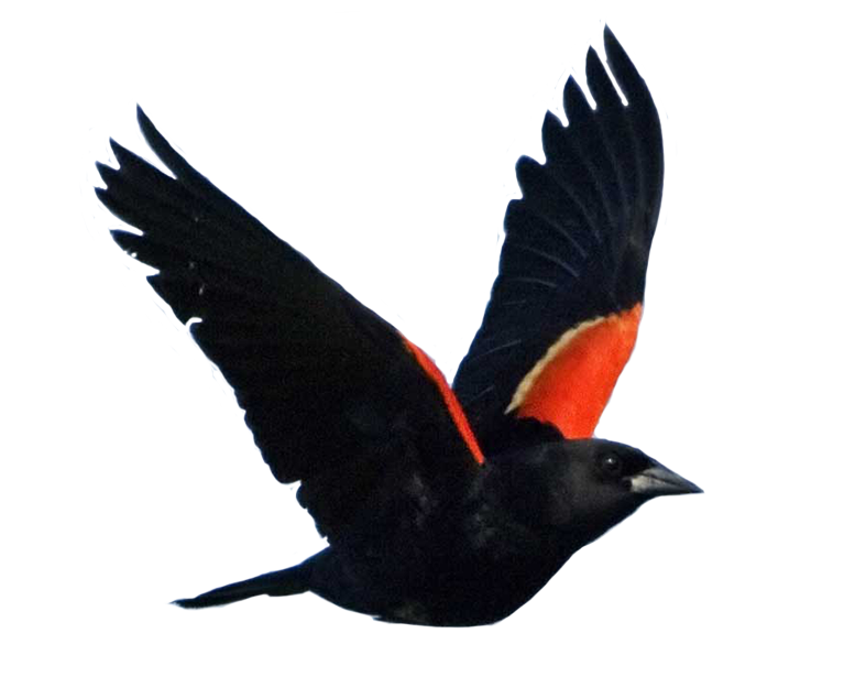 black bird musings