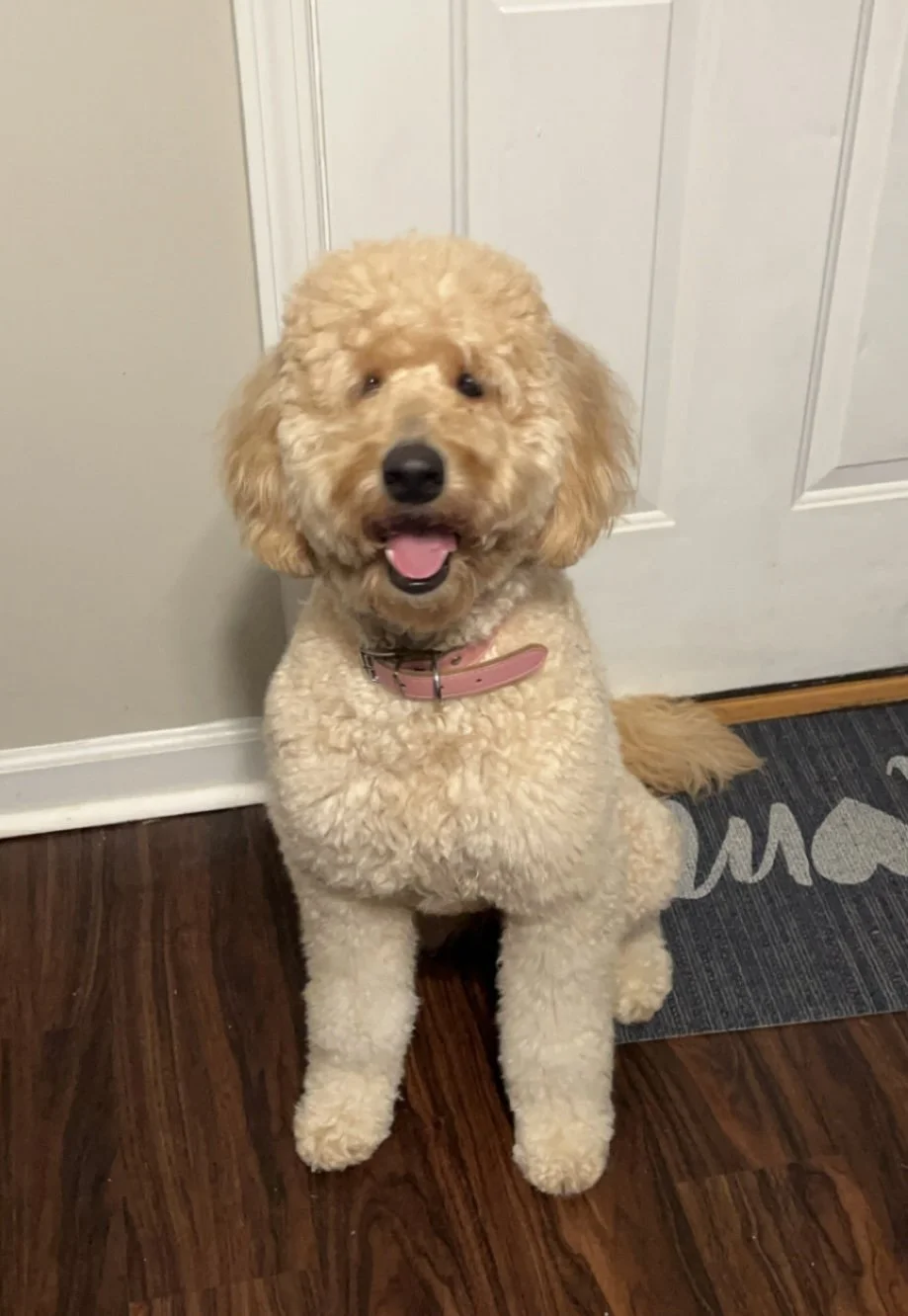 A happy curly-haired dog sitting on hardwood floor near a door, wearing a pink collar.