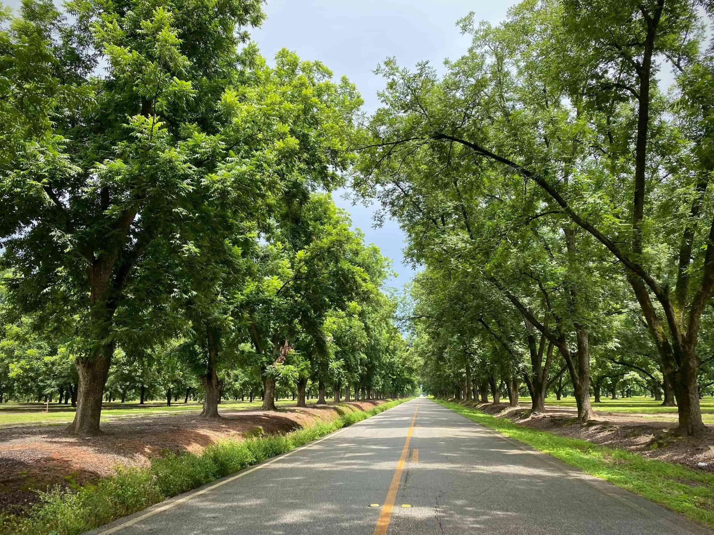 A paved road running through a tree-lined area with lush green foliage on either side and a clear sky overhead.