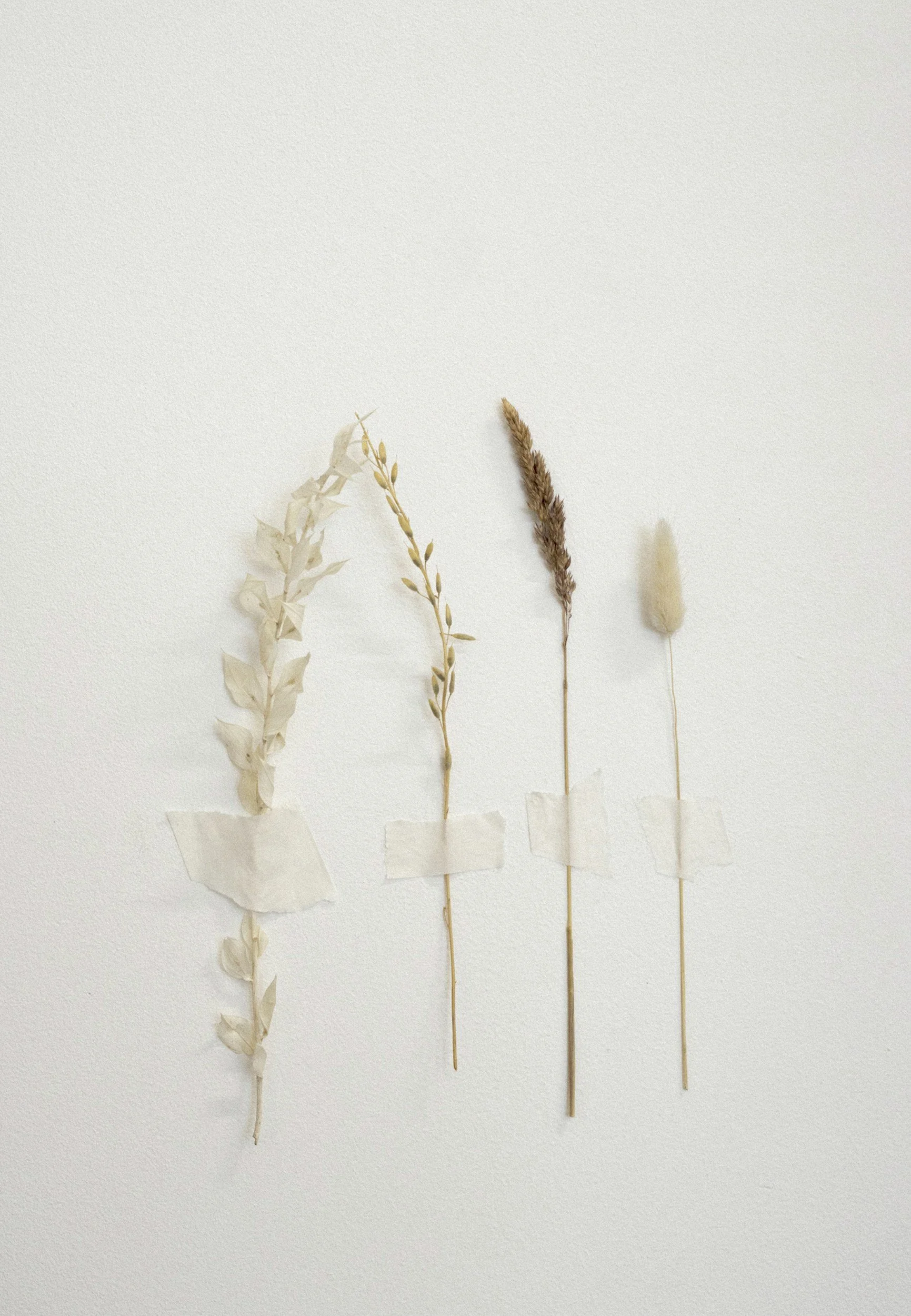 Dried grasses against a soft cream background