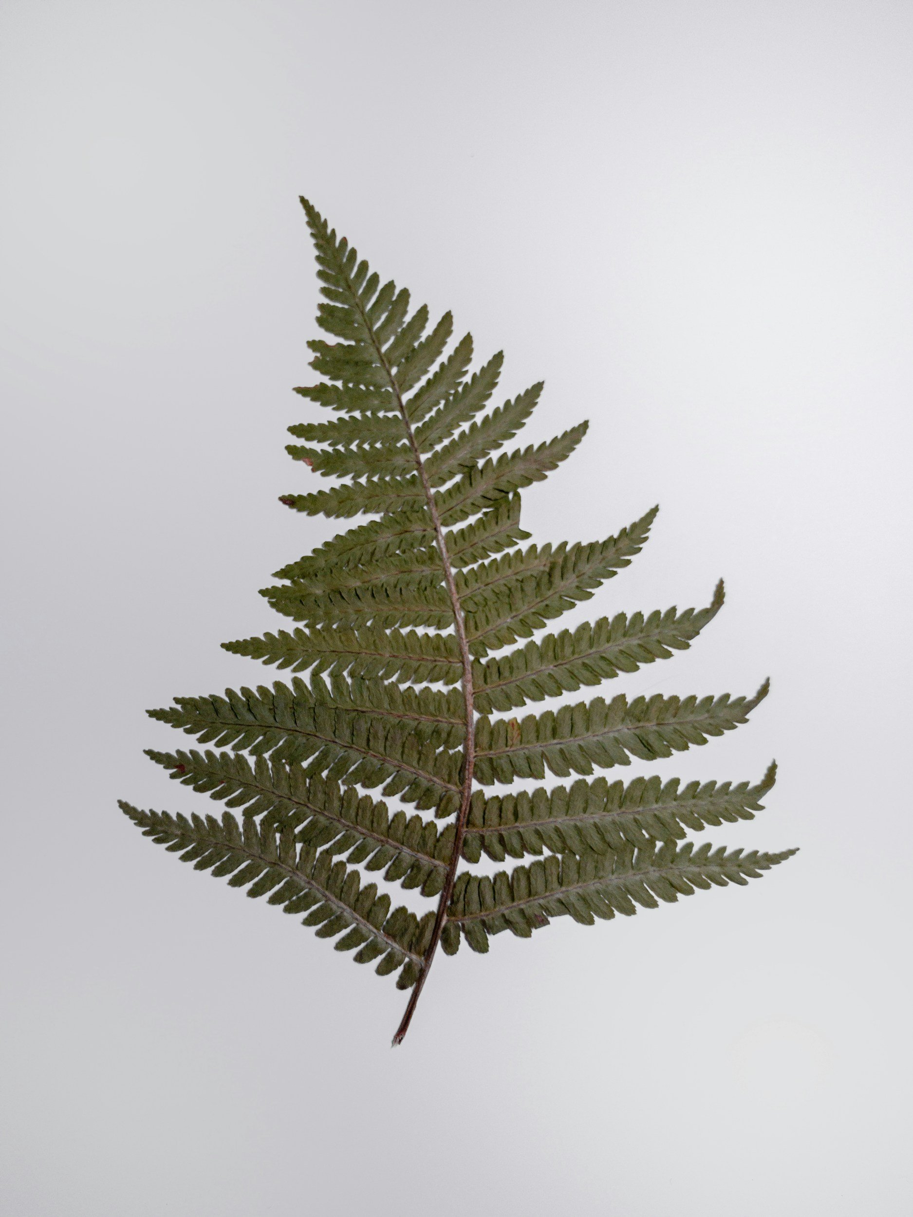 A single fern frond on a light background