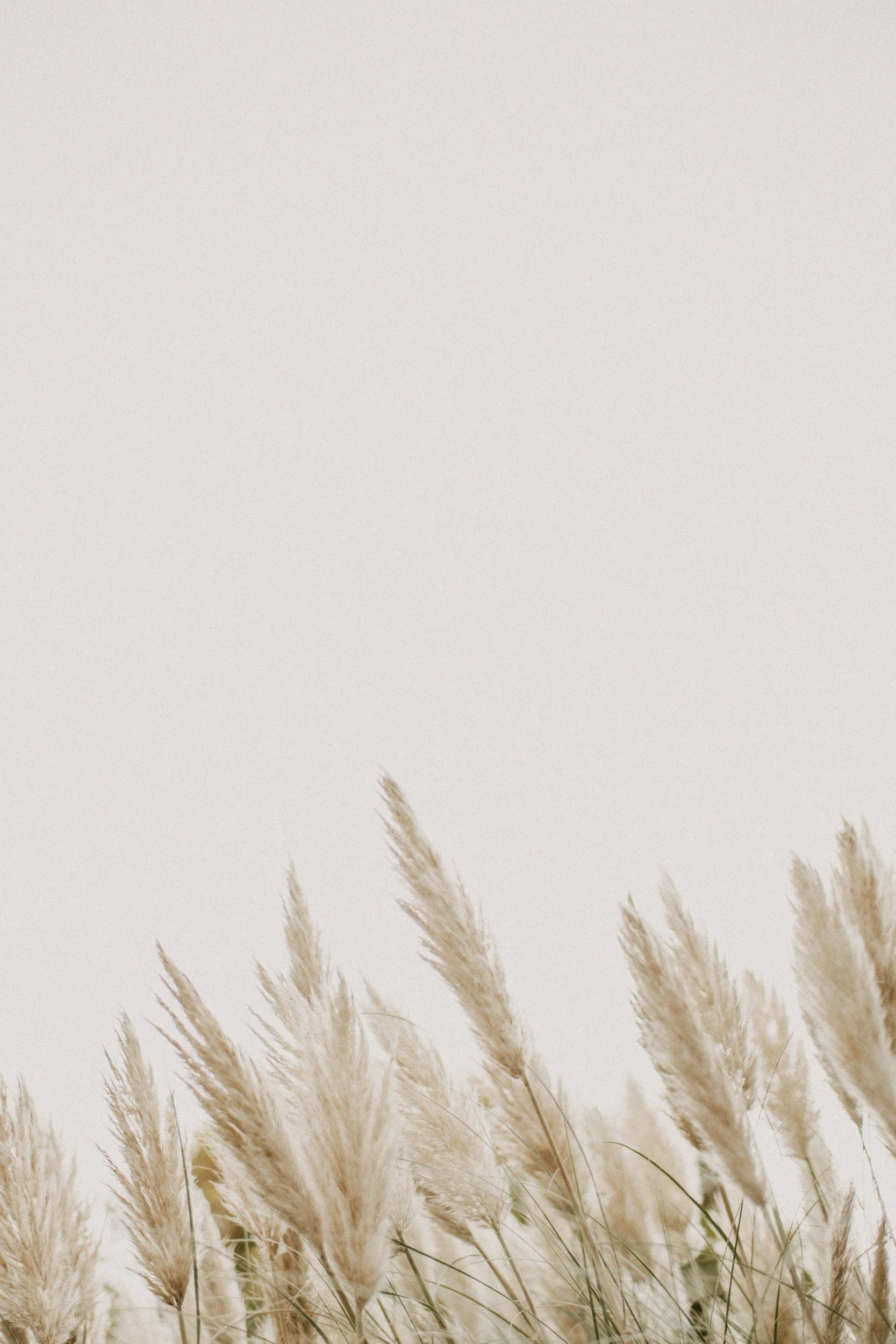 Soft pampas grass against a pale sky