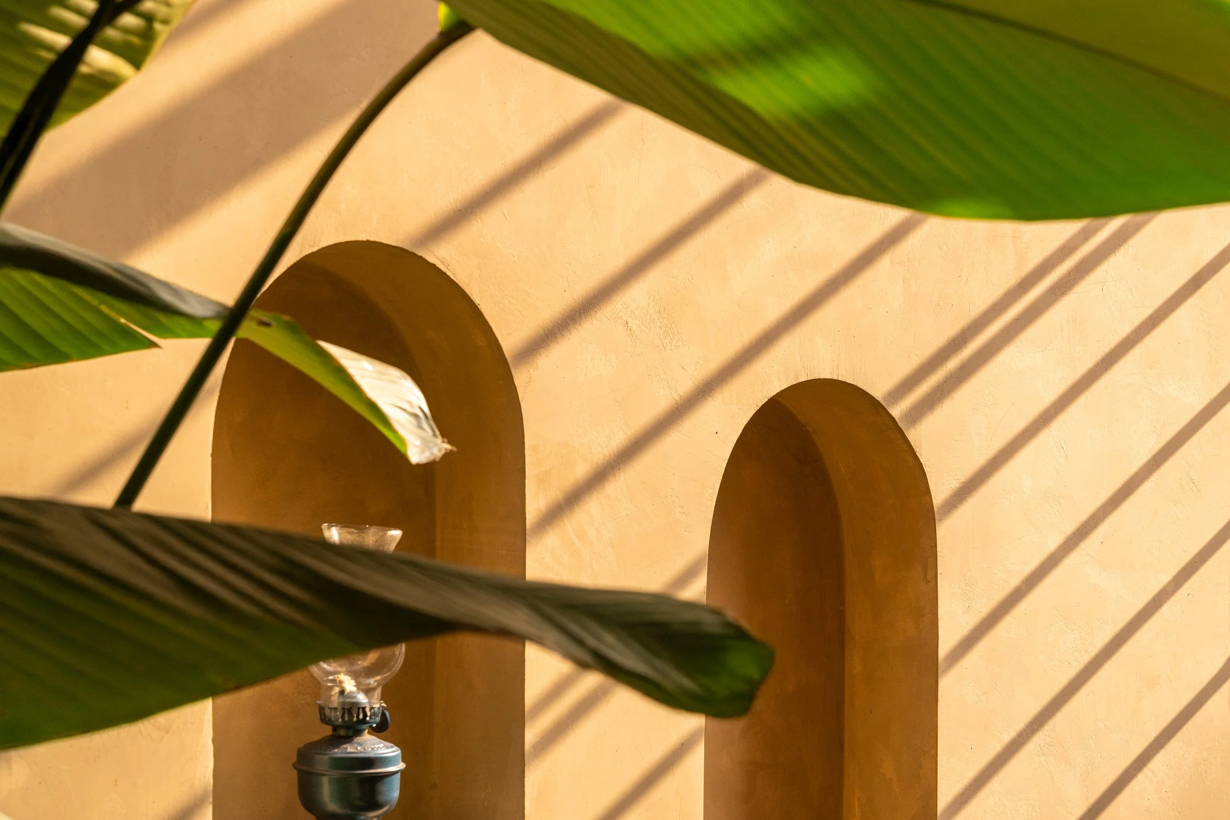 Close-up of green leaves, with a yellow textured wall and desert plant behind, and a blue garden sprinkler at the bottom.