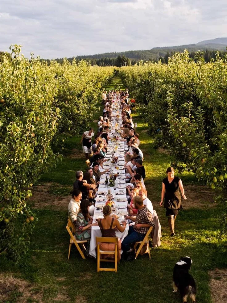 A long outdoor dinner table set in an apple orchard with many people dining, surrounded by green apple trees and distant mountains.