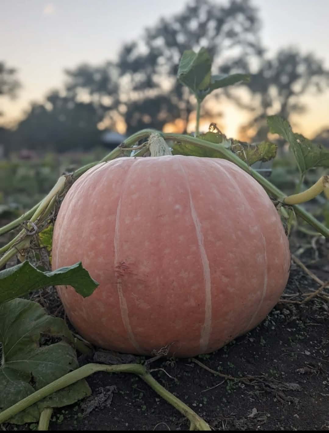 A ripe pink pumpkin with white streaks, growing on the ground in a field, with green vines and leaves, against a backdrop of trees and sunset sky.