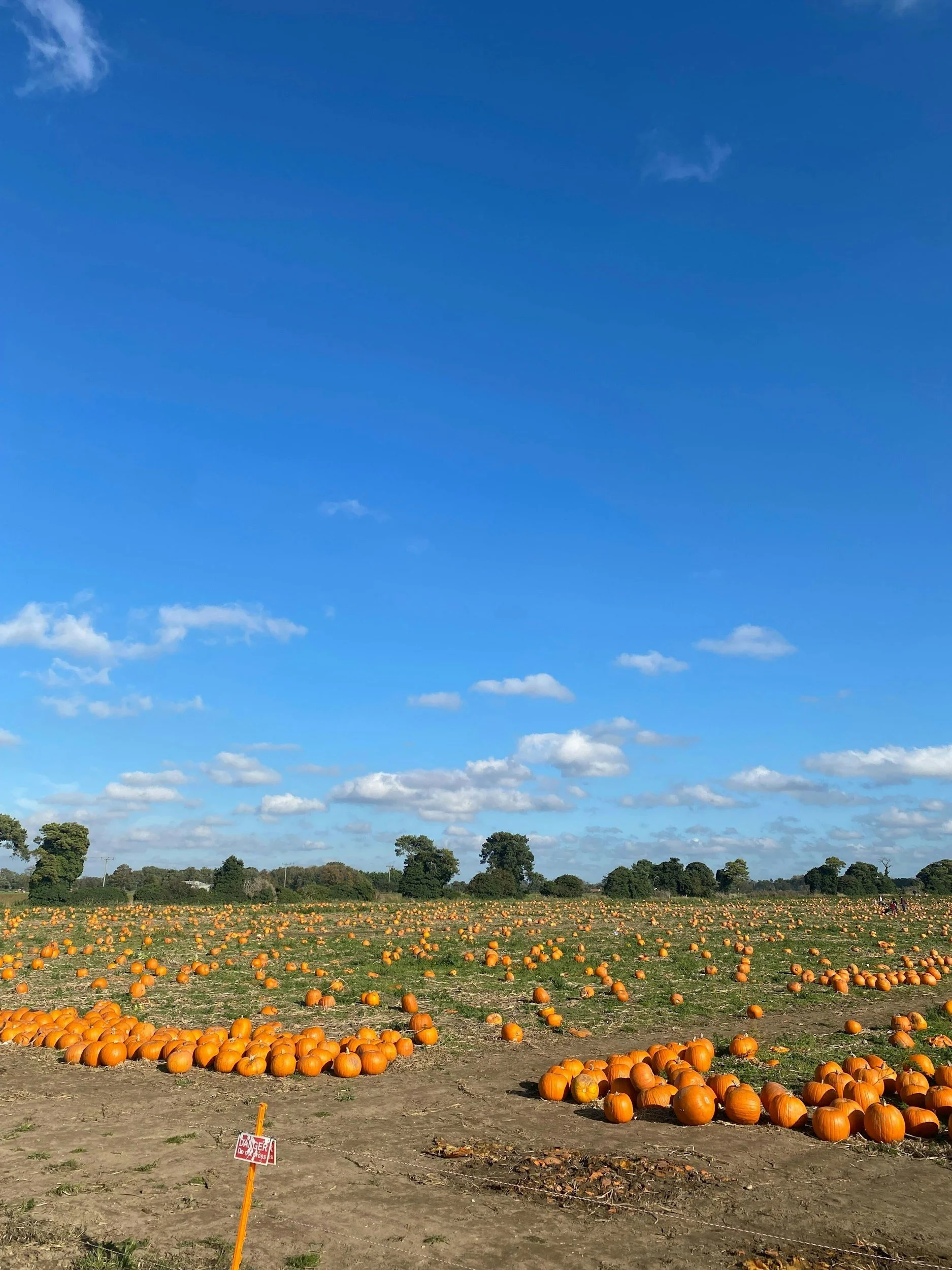 Pumpkin Patch Open