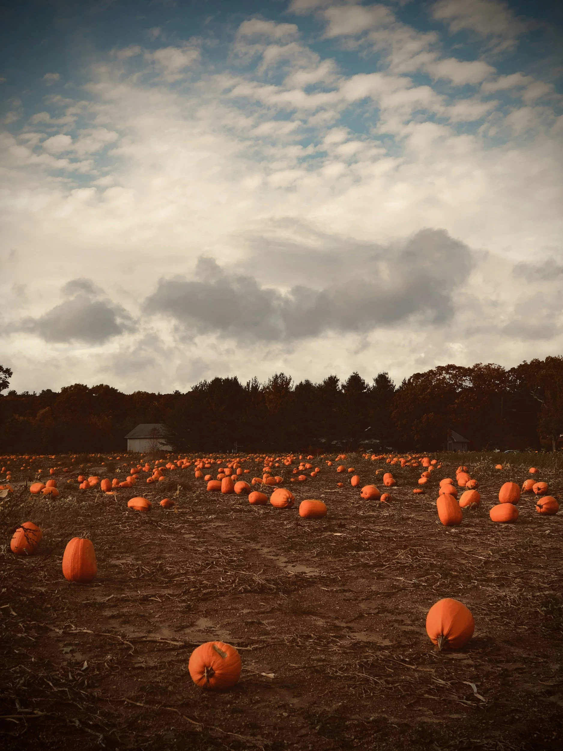 Pumpkin Patch Open