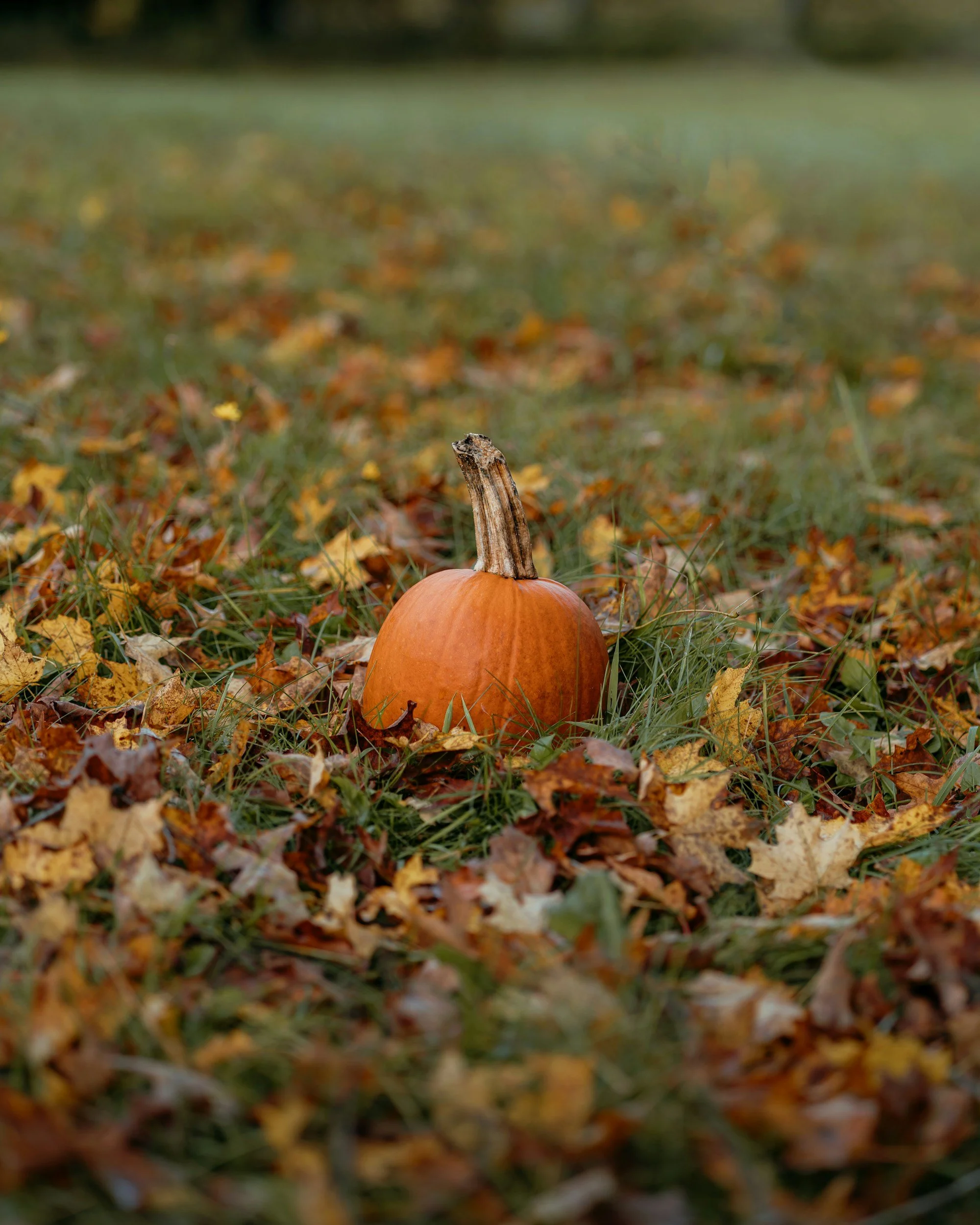 Pumpkin Patch Open