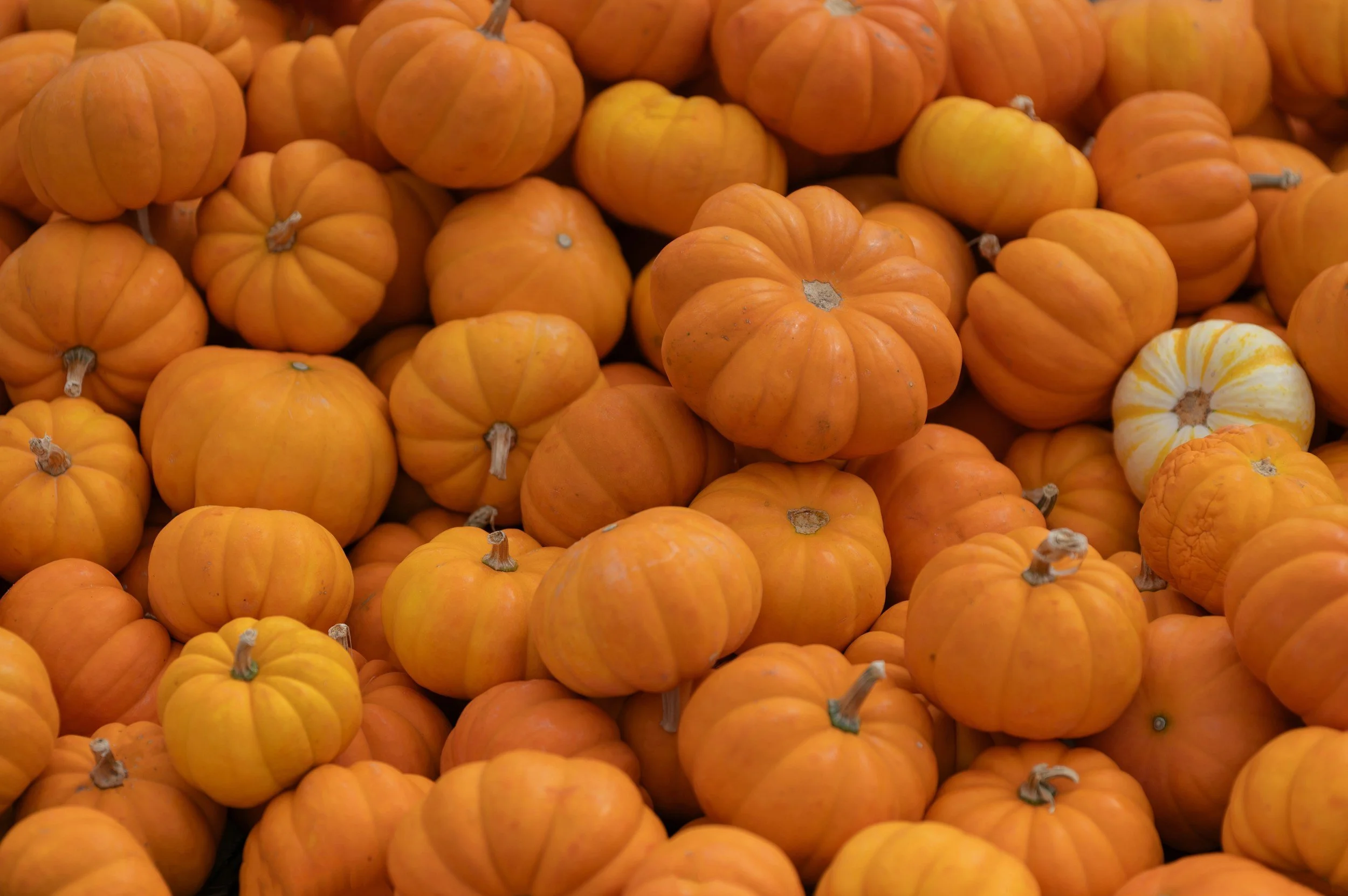 Pumpkin Patch Open