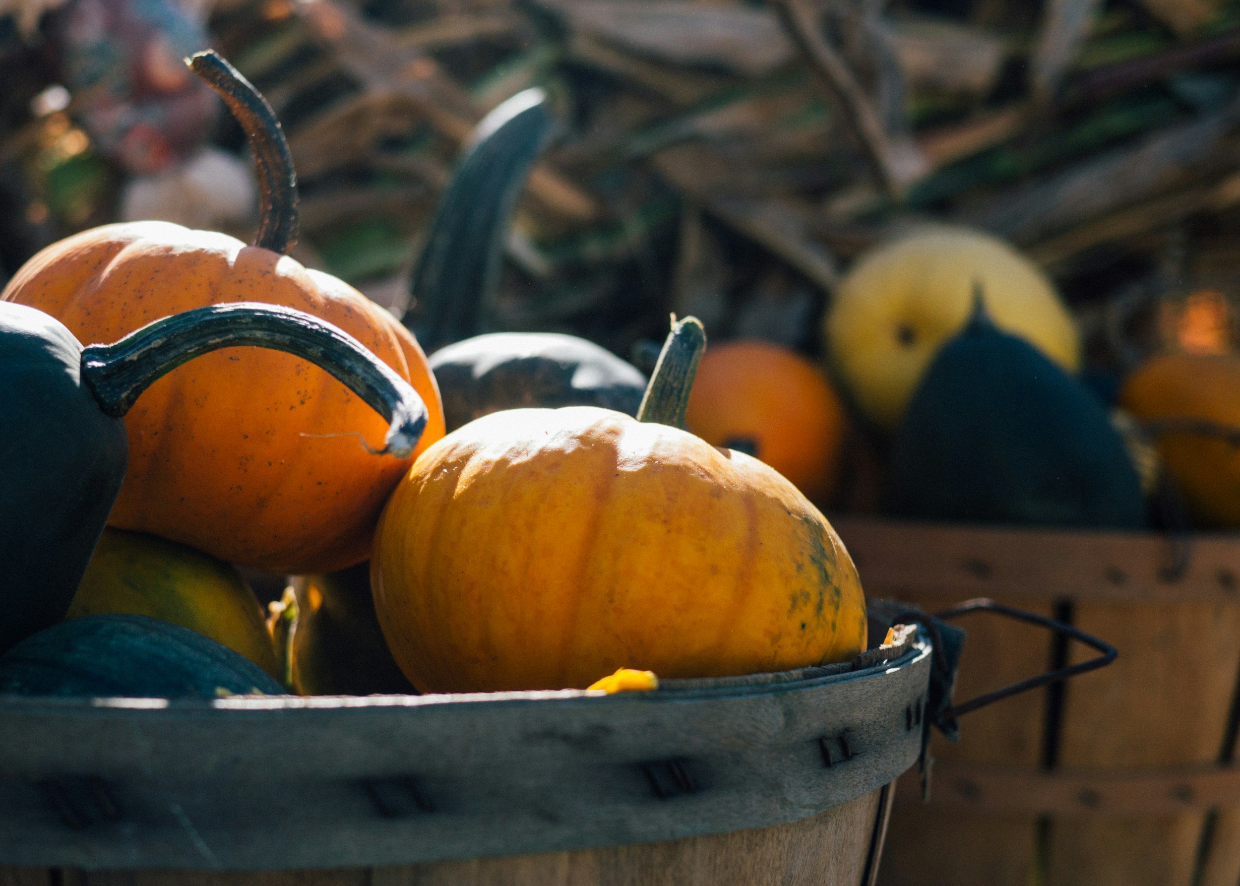 Pumpkin Patch Open