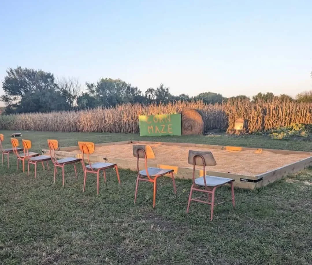 A small corn maze with a sign reading 'Corn Maze' in front of a field of tall, dried corn stalks. There are six orange chairs arranged in front of the maze, with small wooden bridges leading to the entrance.