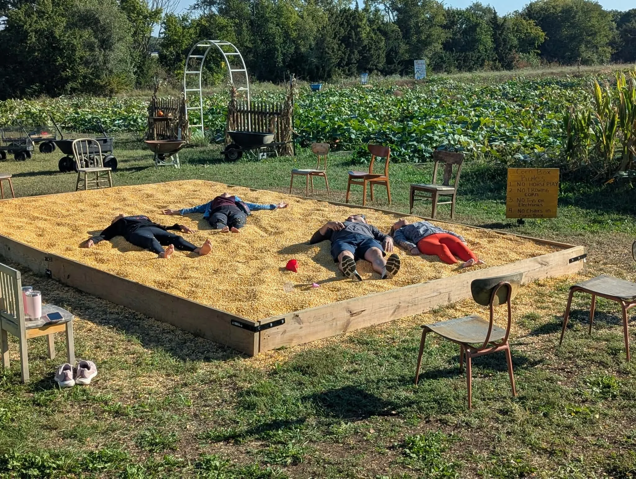 People lying on a large pile of corn kernels on a farm, with old chairs around the pile and a sign listing rules for the corn box, surrounded by green trees and farmland