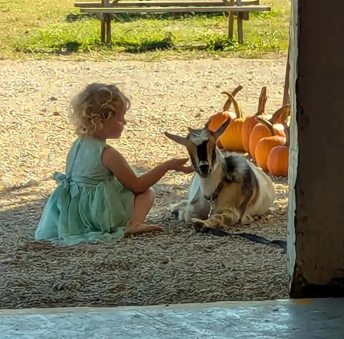 A young girl with curly blonde hair in a green dress sitting on a textured rug, reaching out to touch a young goat with black and white fur, lying on the ground near pumpkins and hay bales.