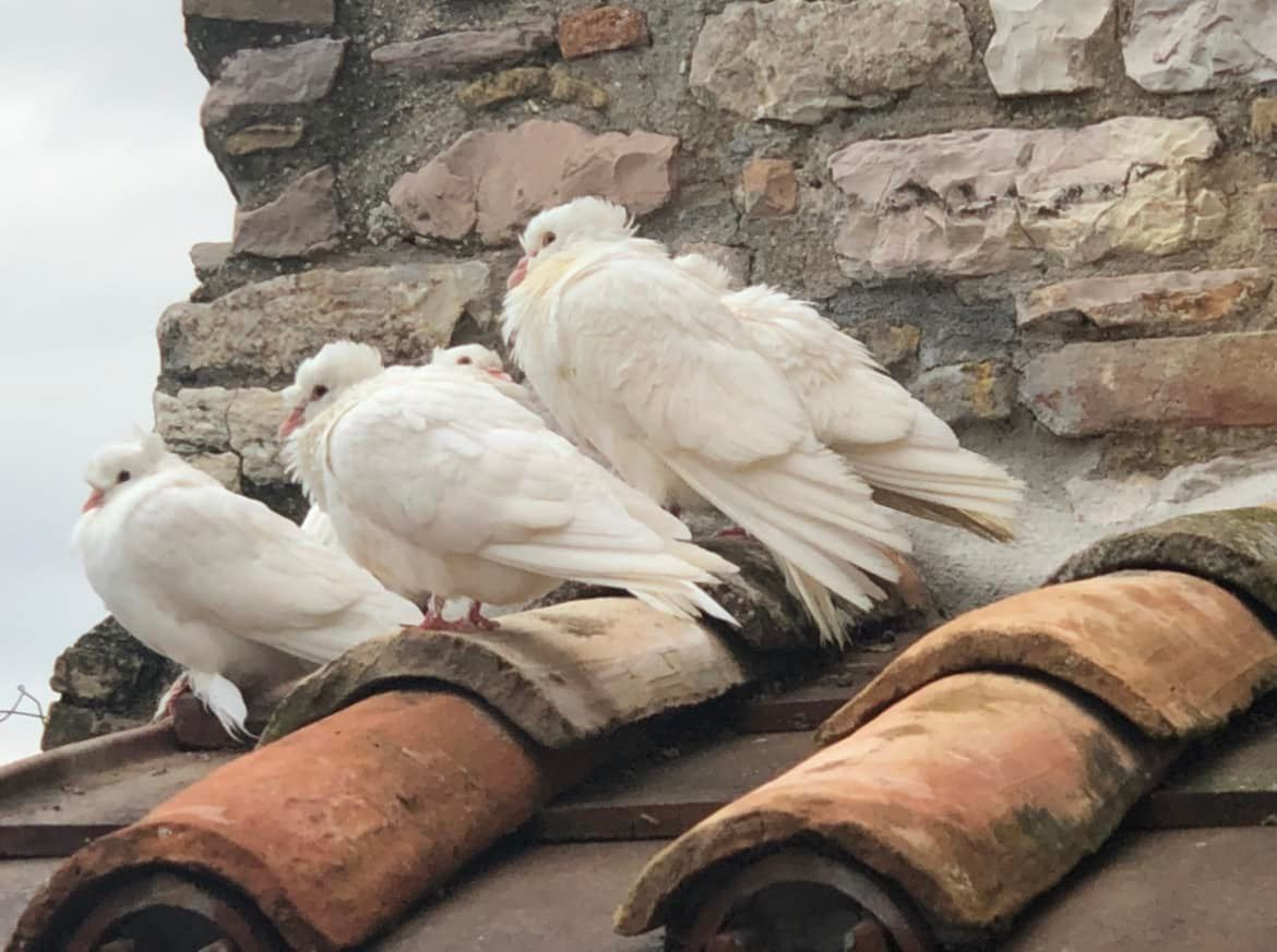 rooftopdoves.png