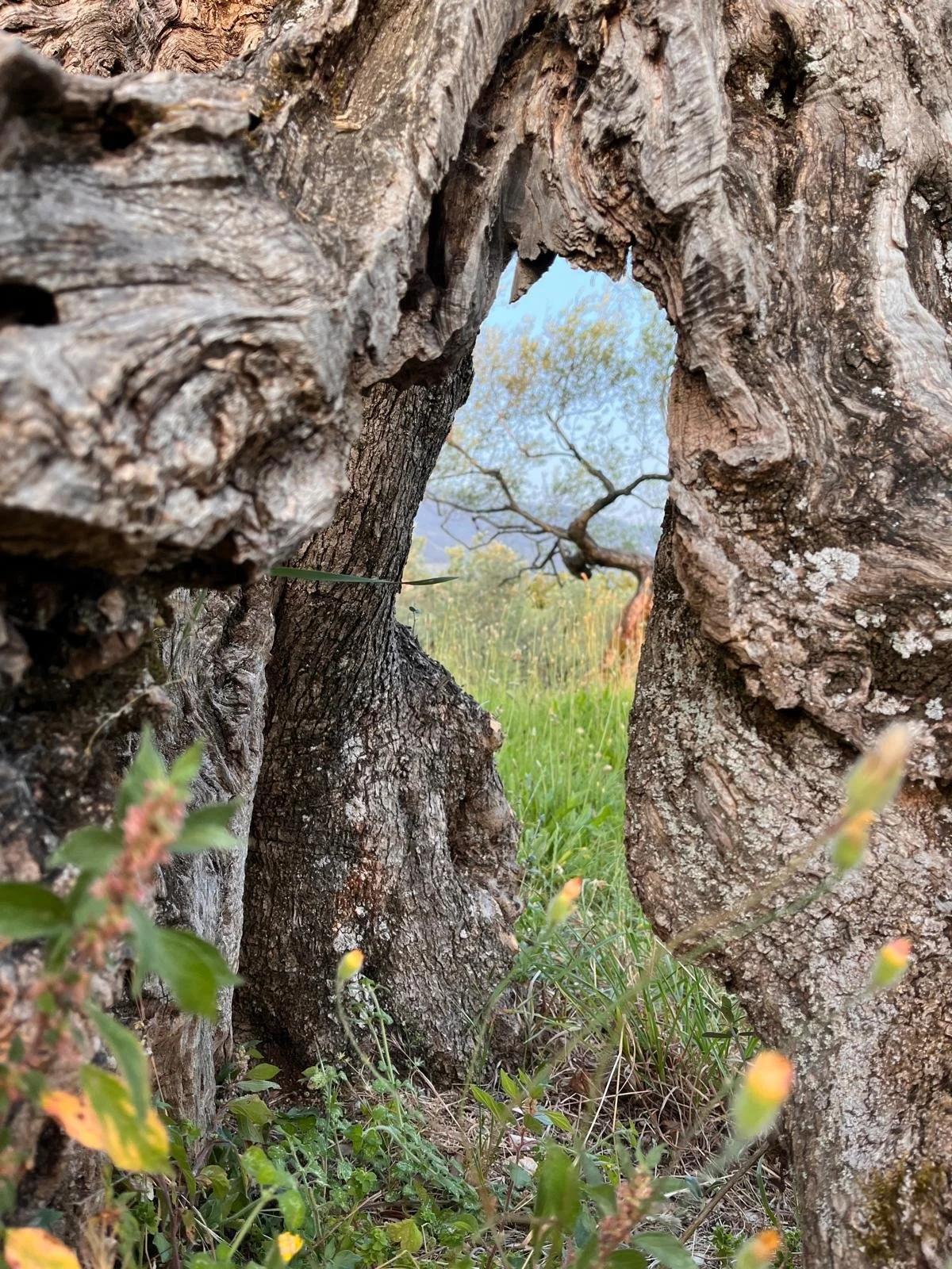 Vinods tree inside the tree.jpeg