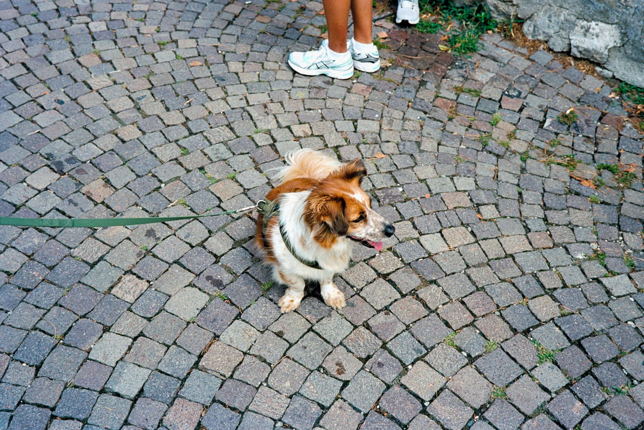 _DSN4260.jpg
