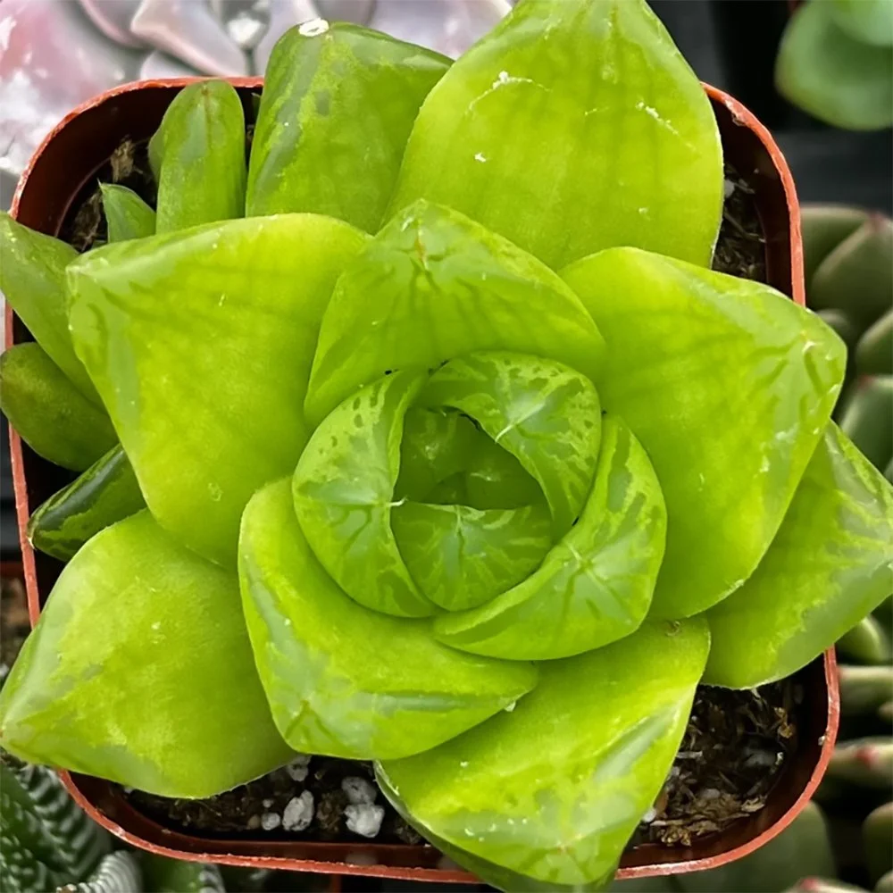 h cymbiformis 01.jpg