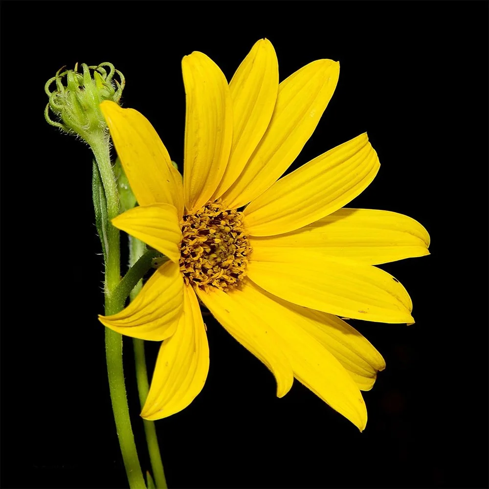 Showy Goldeneye (Heliomeris multiflora) close-up