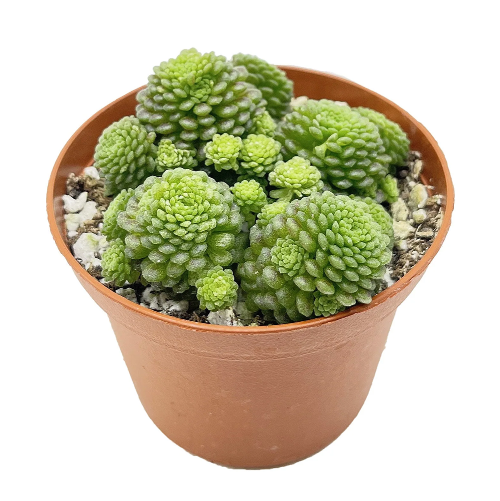 Many-Leaved Monanthes – A Living Carpet of Tiny Rosettes