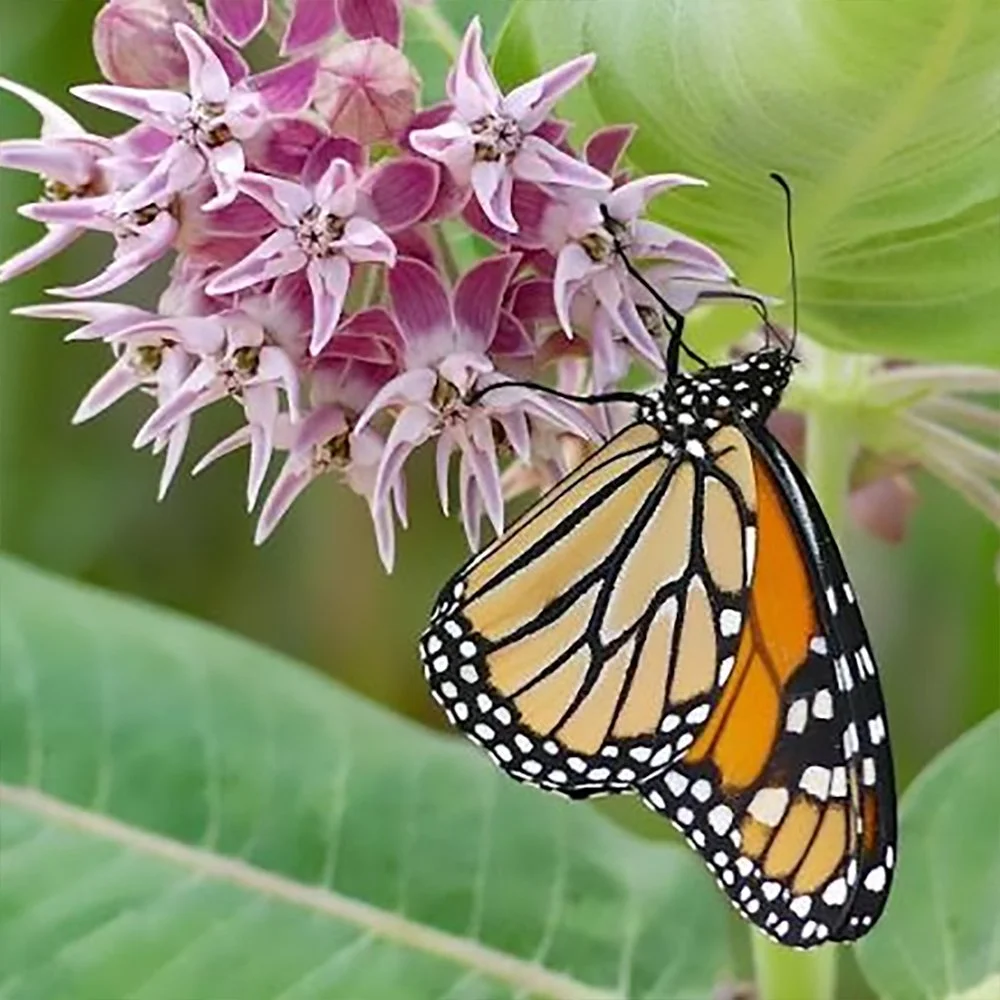 Showy Milkweed (seeds) – Bold Native Beauty for Wildlife Gardens